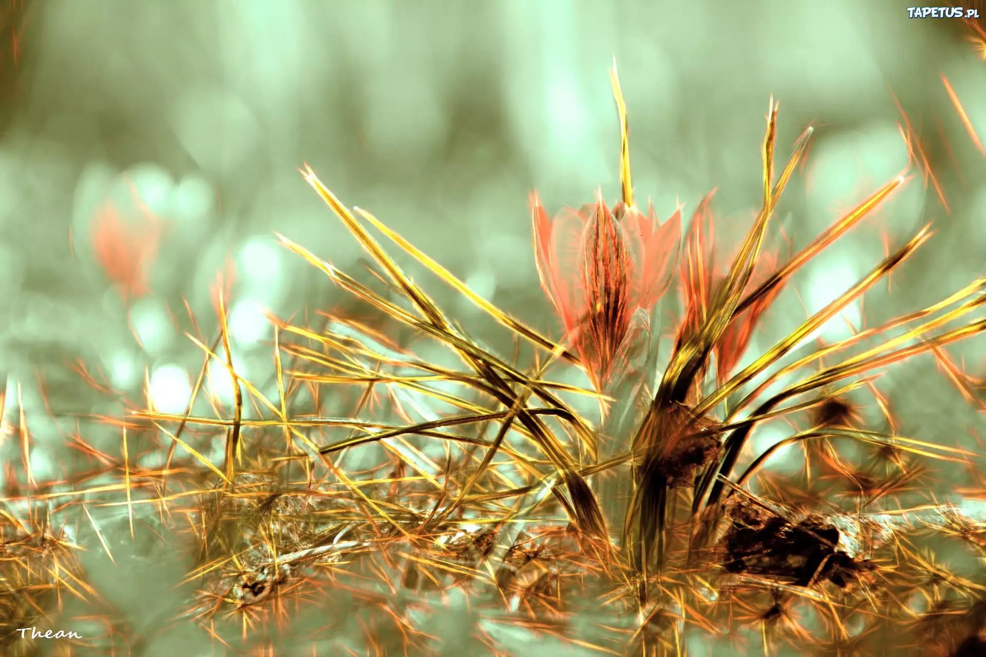 Krokus, Fractalius, Grafika
