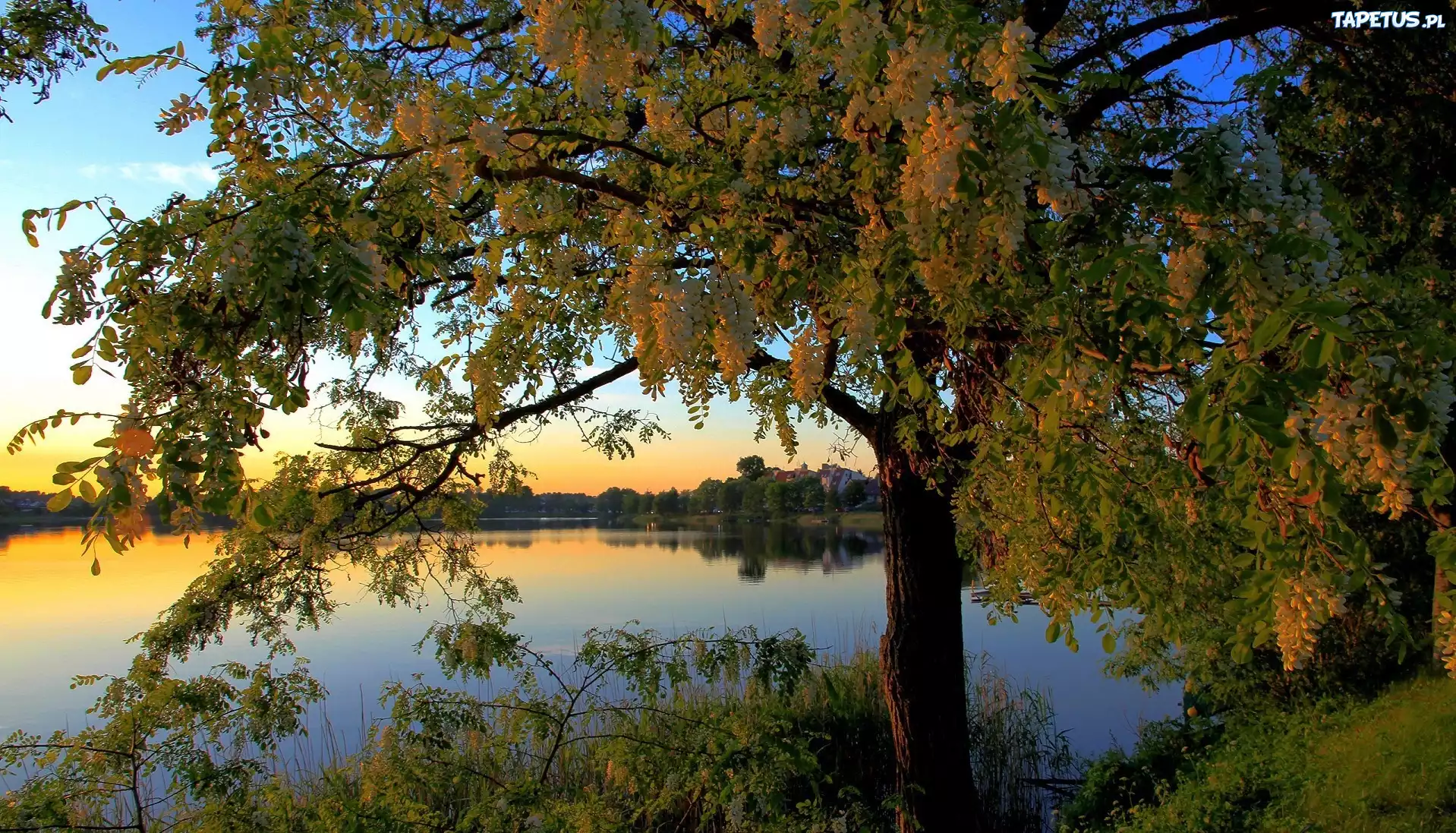 Jezioro, Drzewa