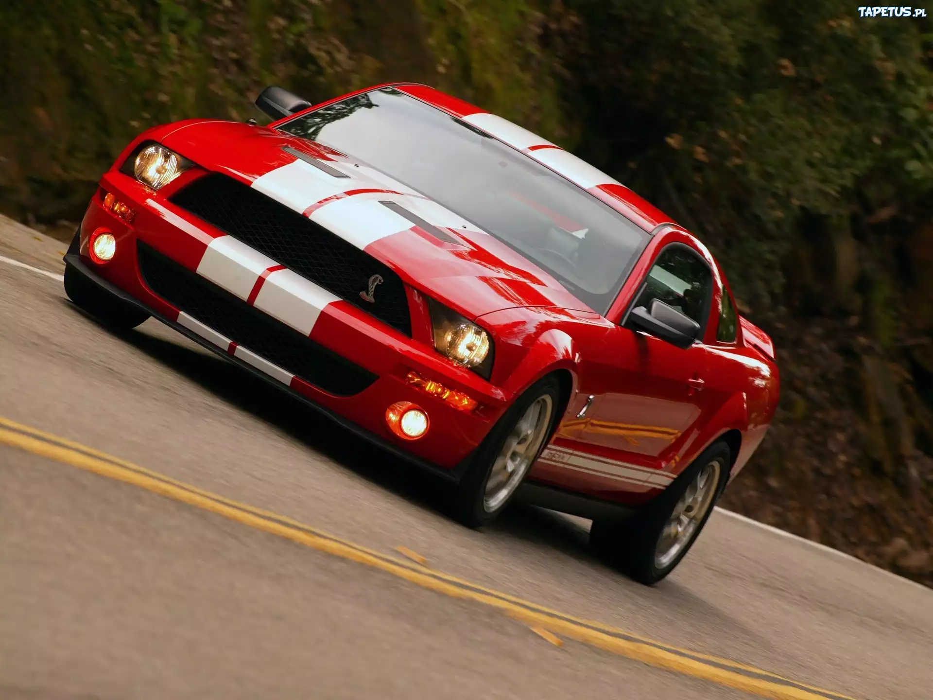 Shelby, Ford Mustang