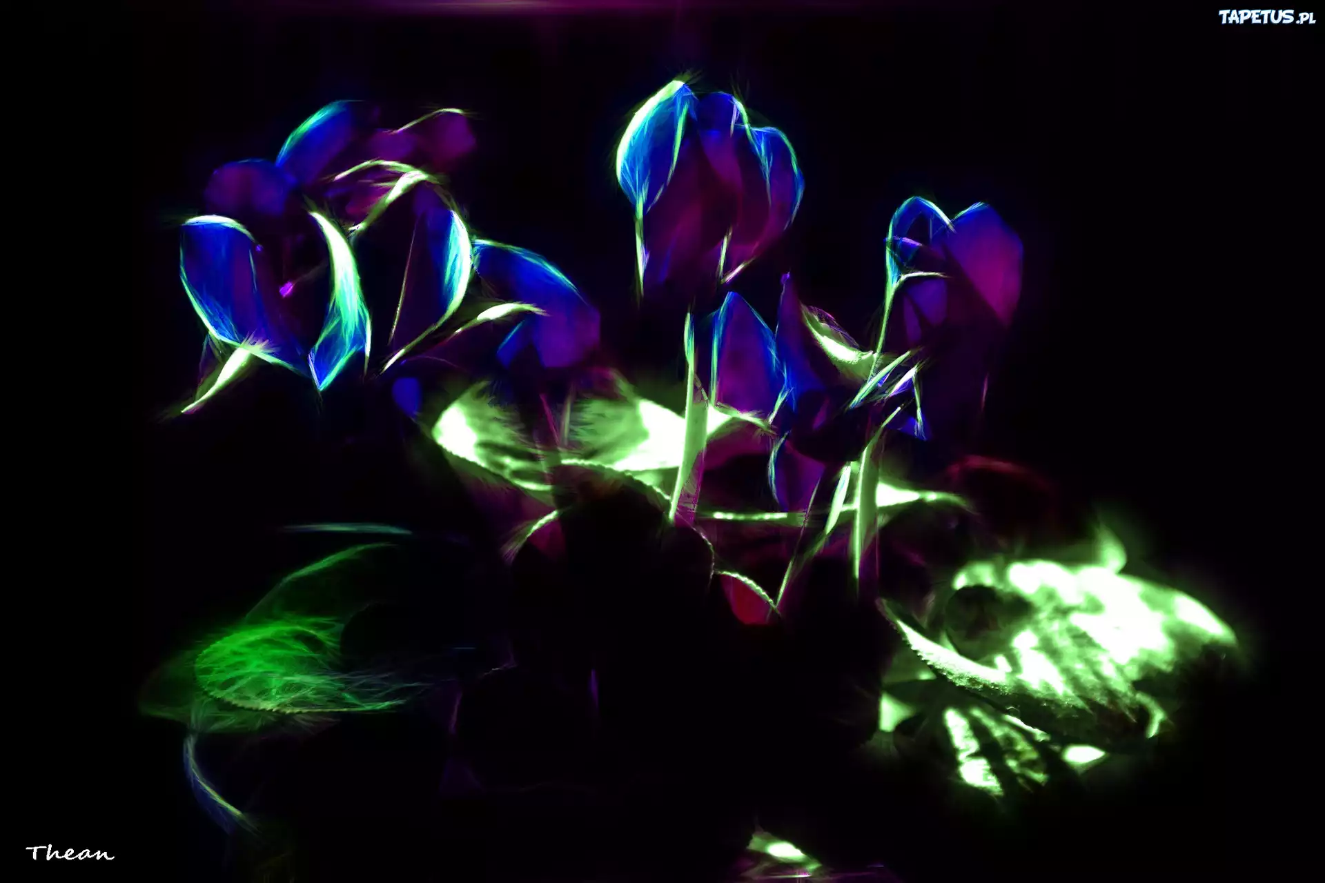 Fiołki Alpejskie, Fractalius, Cyklamen