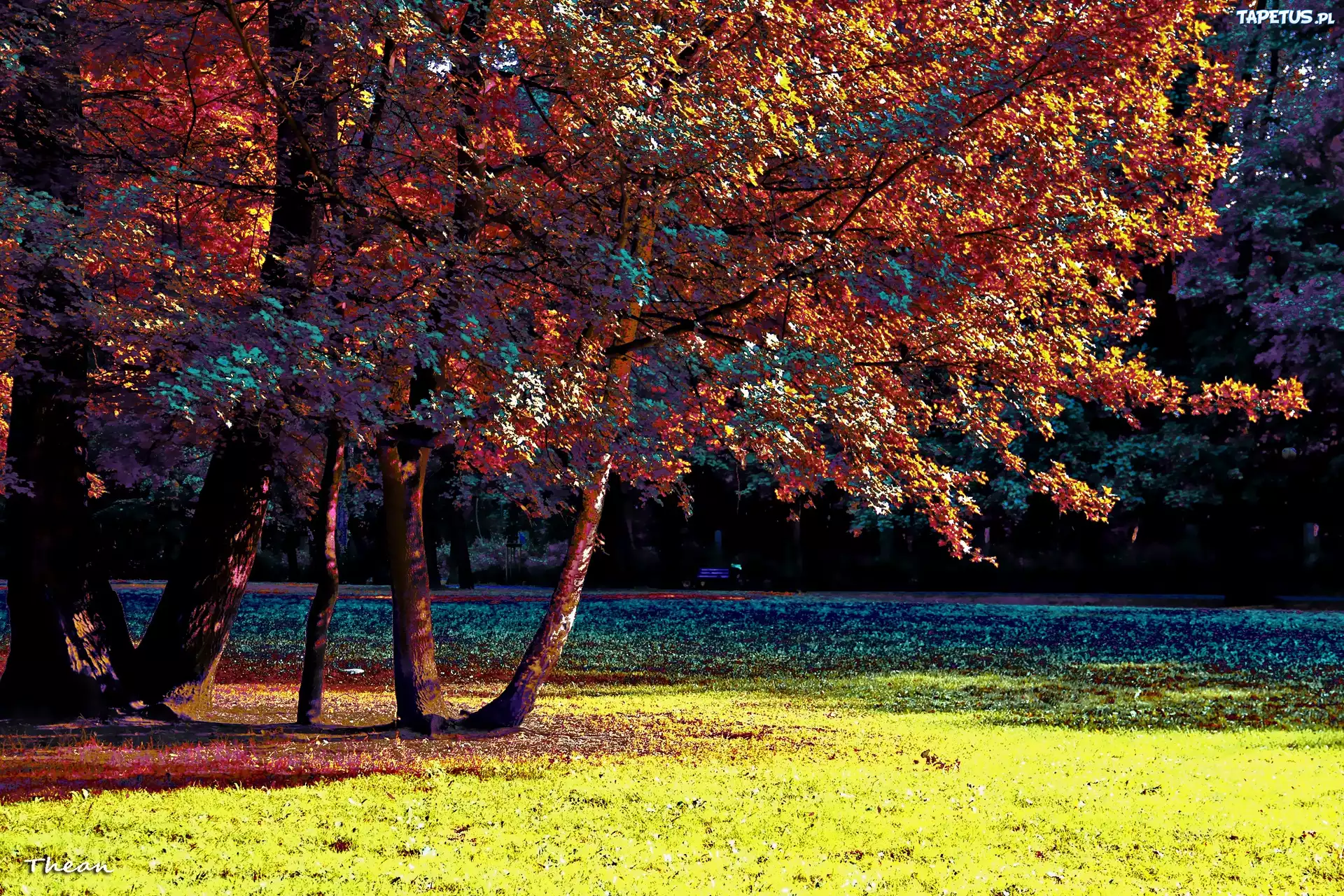 Kolorowy, Park, Drzewa