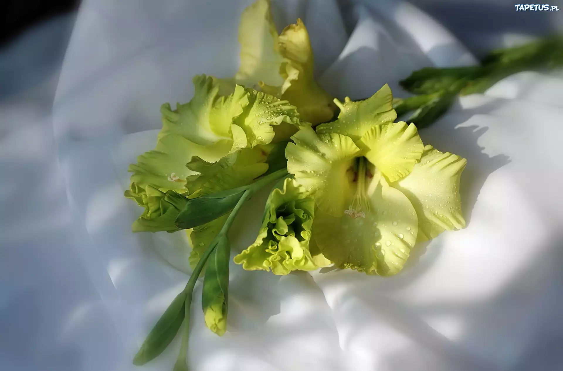 Żółta, Gladiola