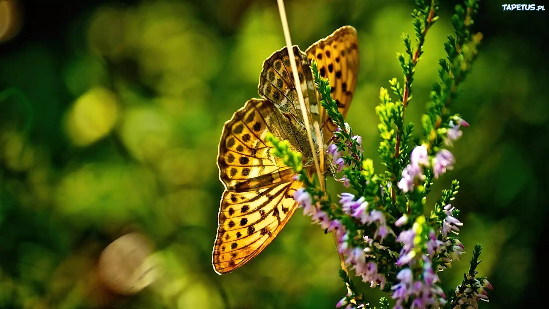 Motyl, Roślina