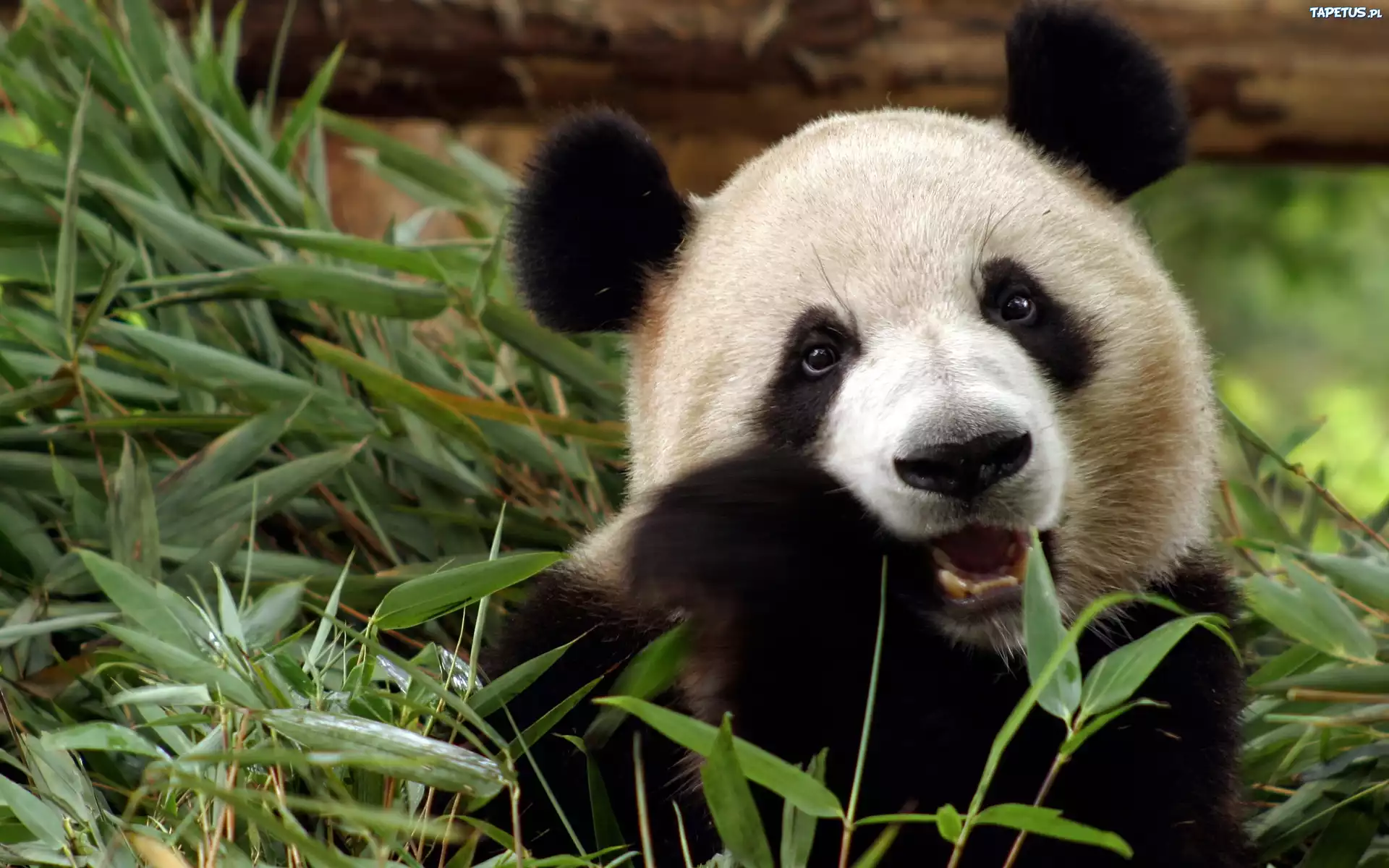 Panda, Rośliny