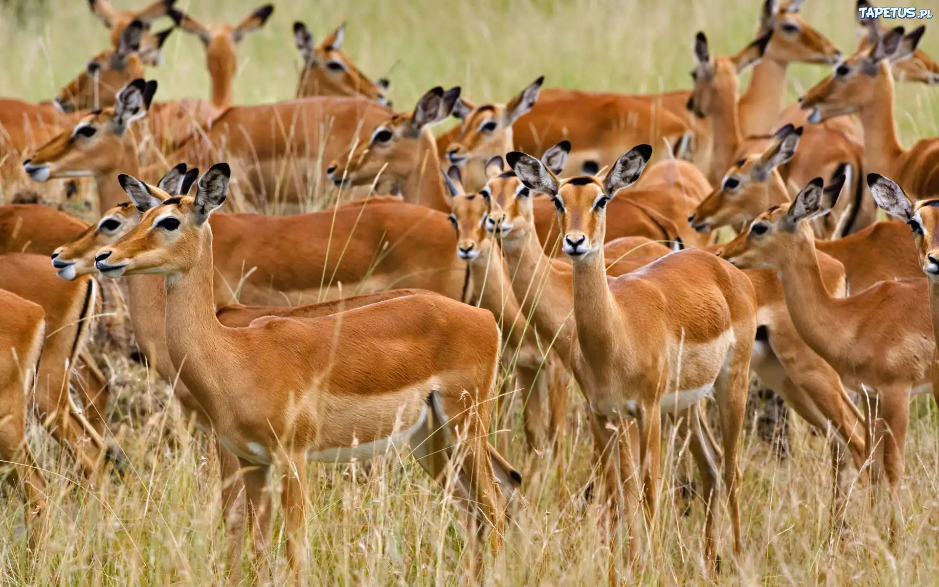 Gazele, Impala