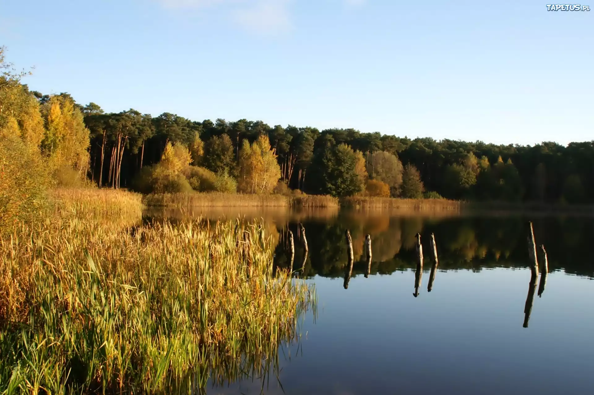 Jezioro, Las, Szuwary, Odbicie