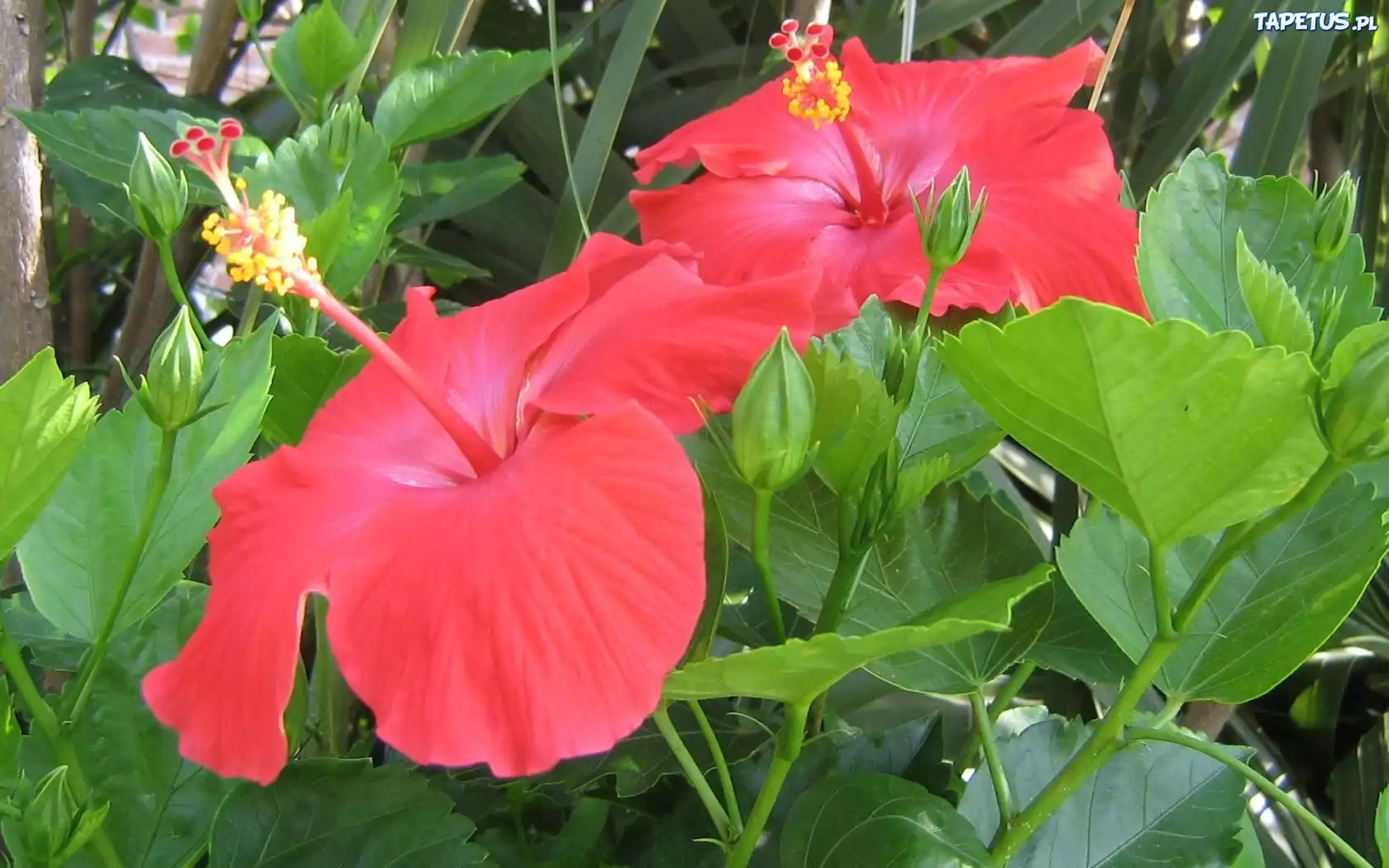 Kwiaty, Hibiskusa