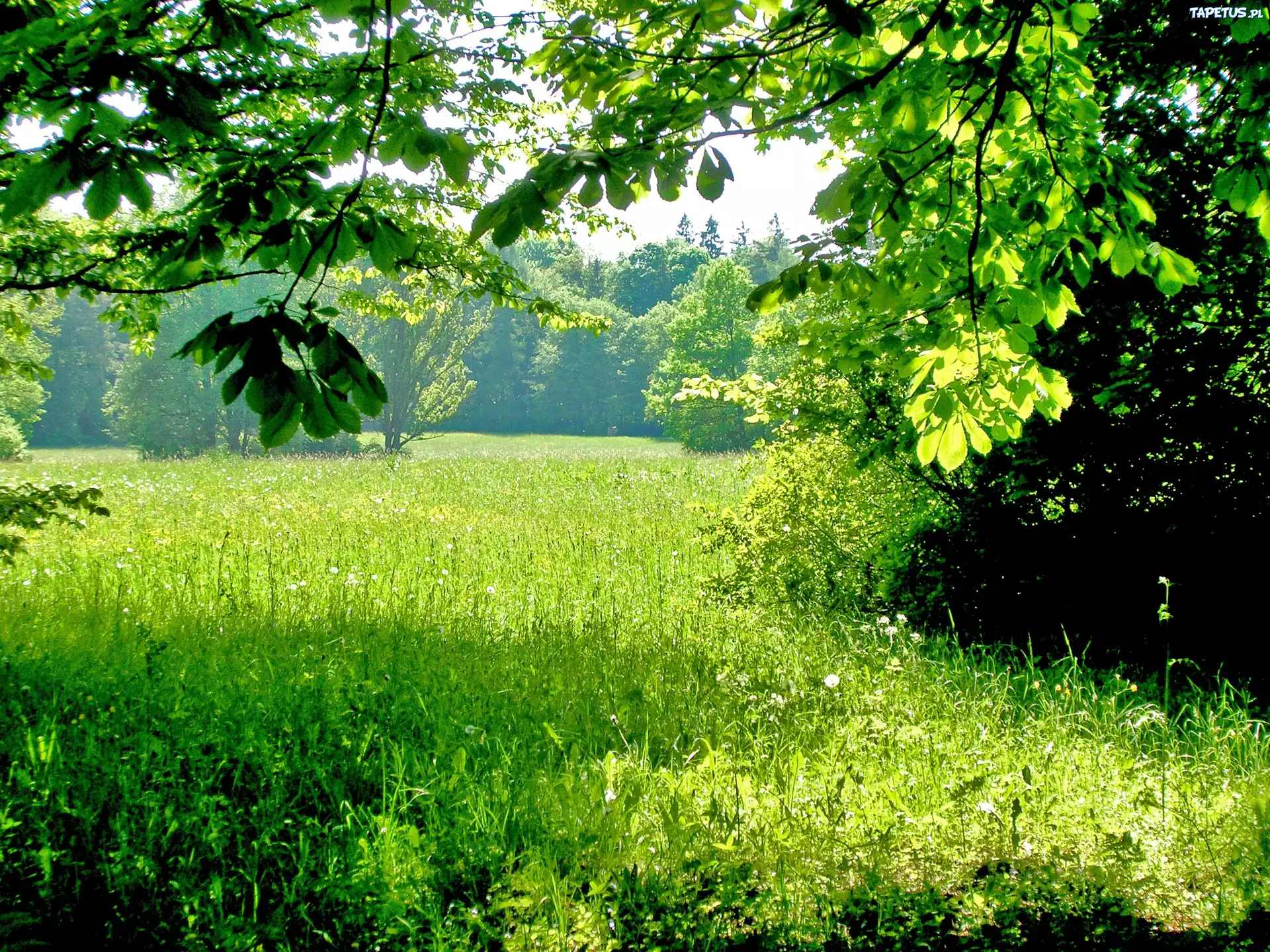 Łąka, Drzewa
