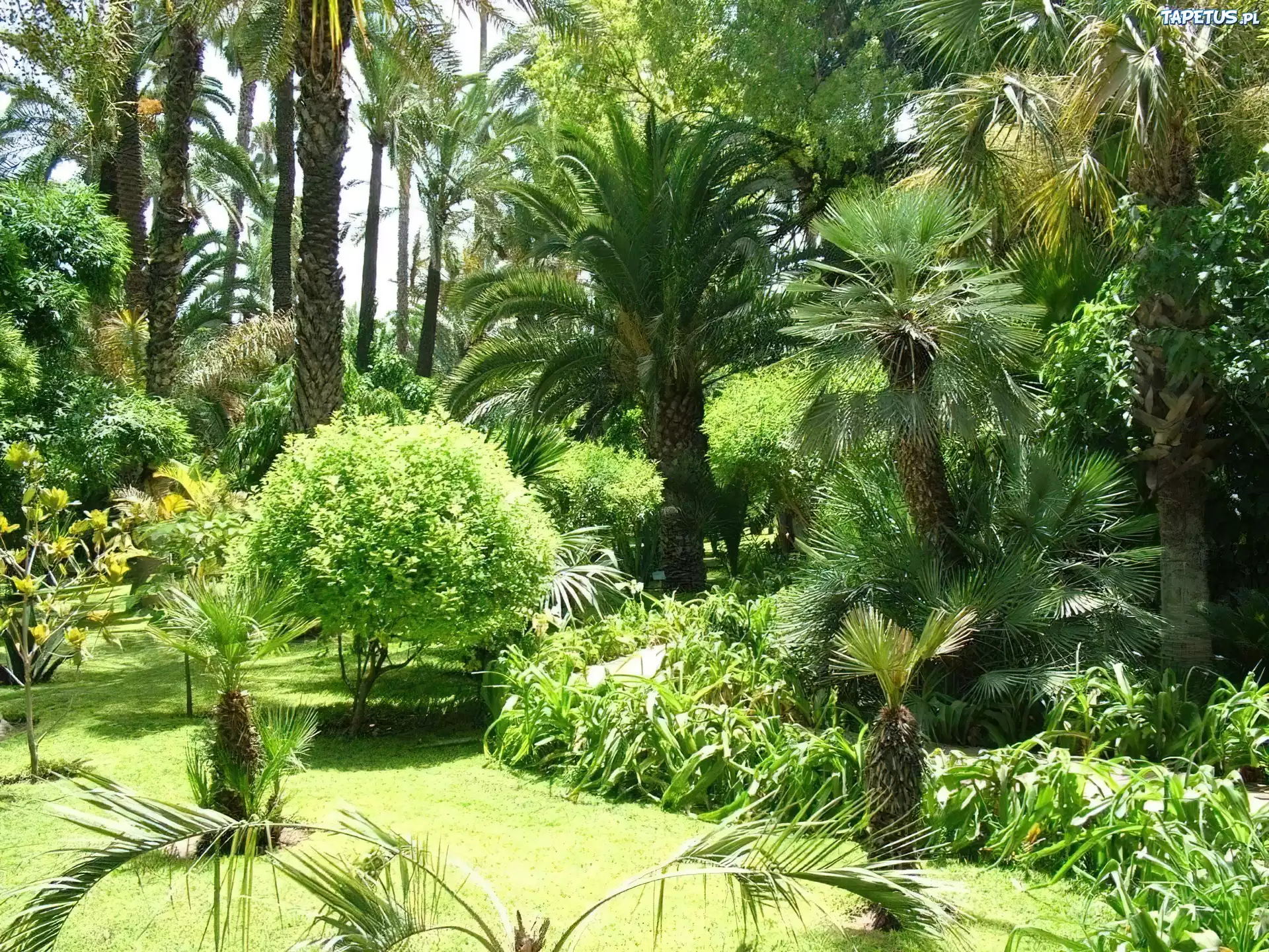 Egzotyczny, Park, Palmy