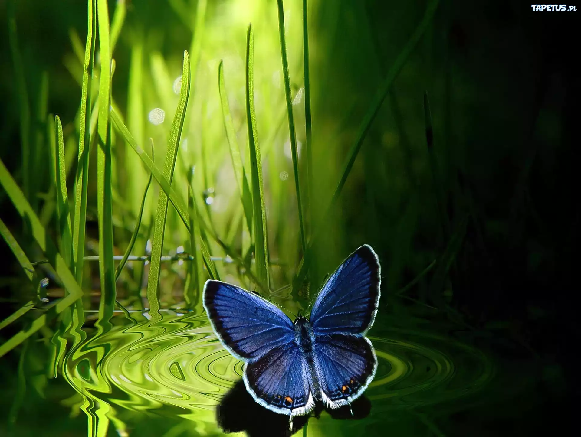 Granatowy, Motyl, Trawa