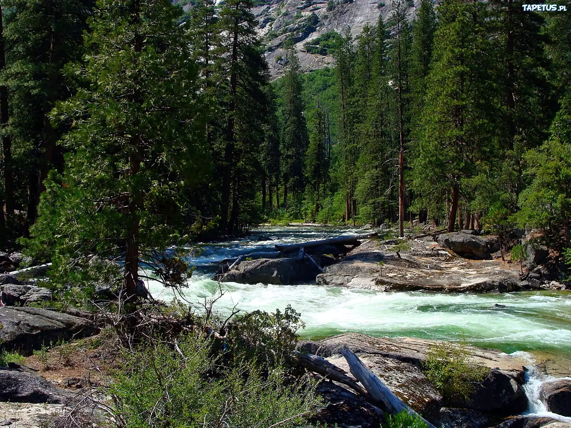 Stany Zjednoczone, Stan Kalifornia, Park Narodowy Yosemite, Las, Rzeka