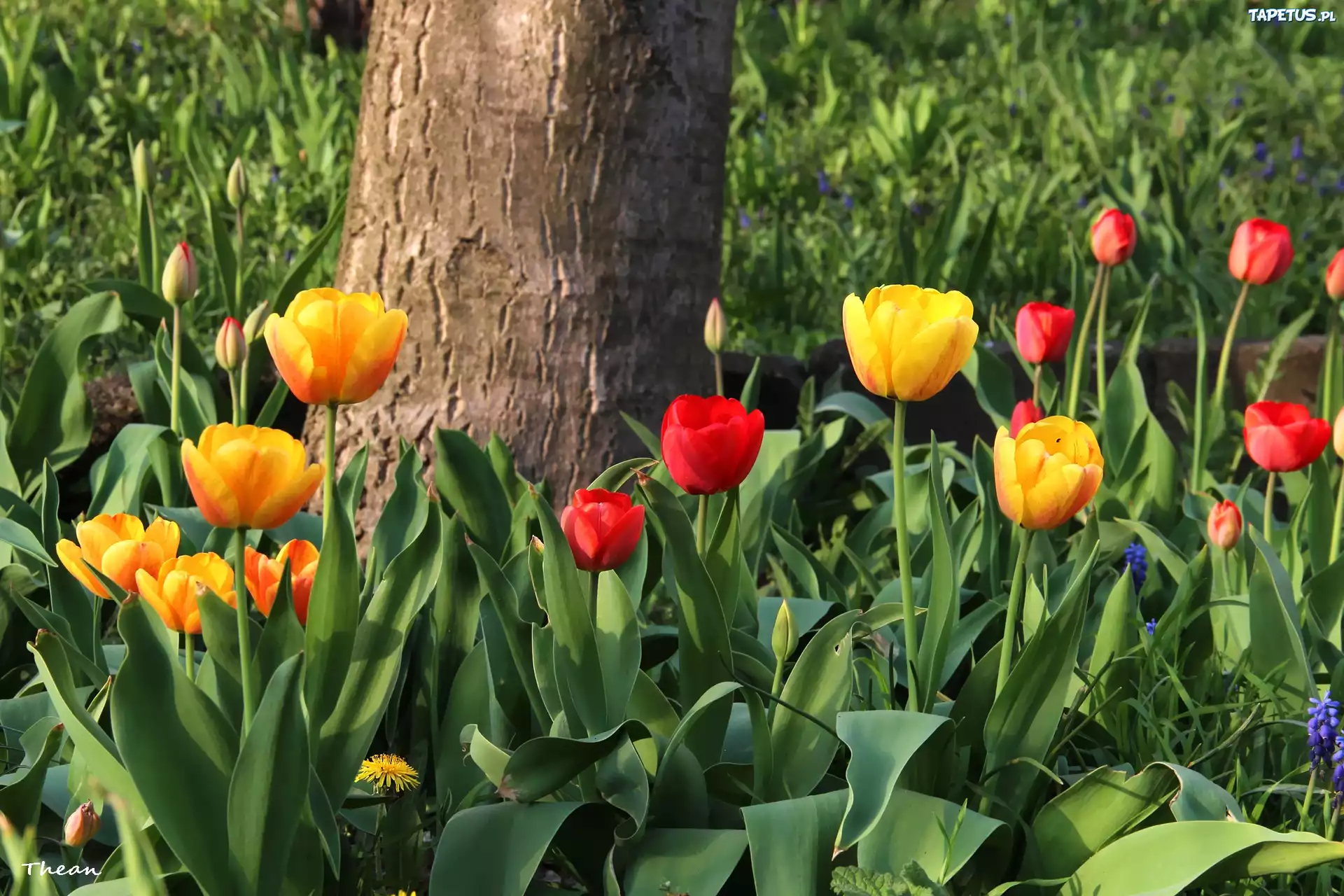 Żółte, Czerwone, Tulipany