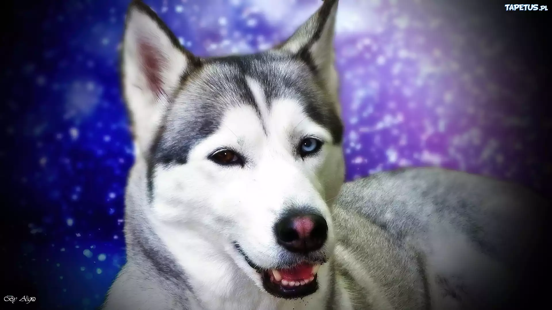 Siberian Husky