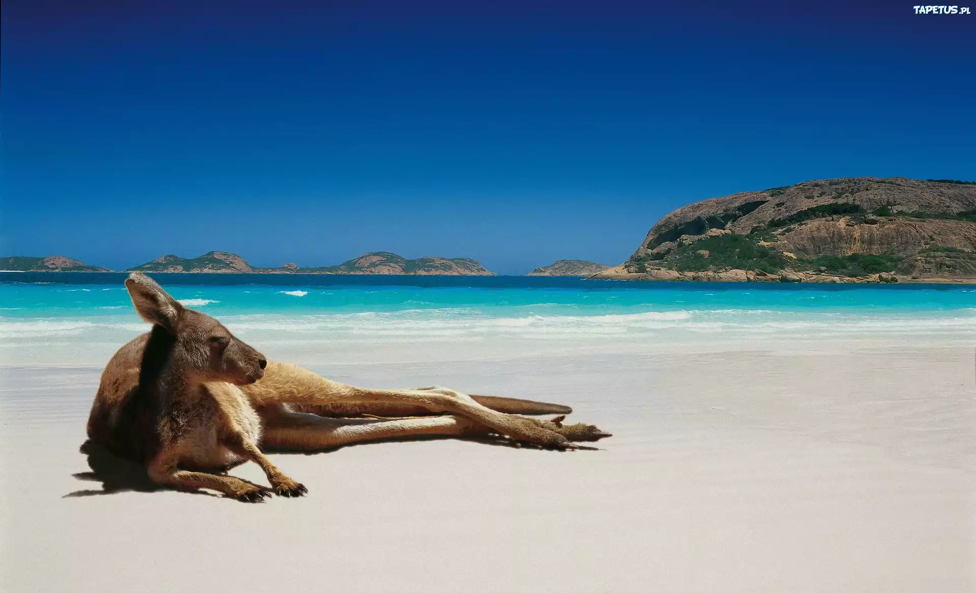 Kangur, Plaża, Australia