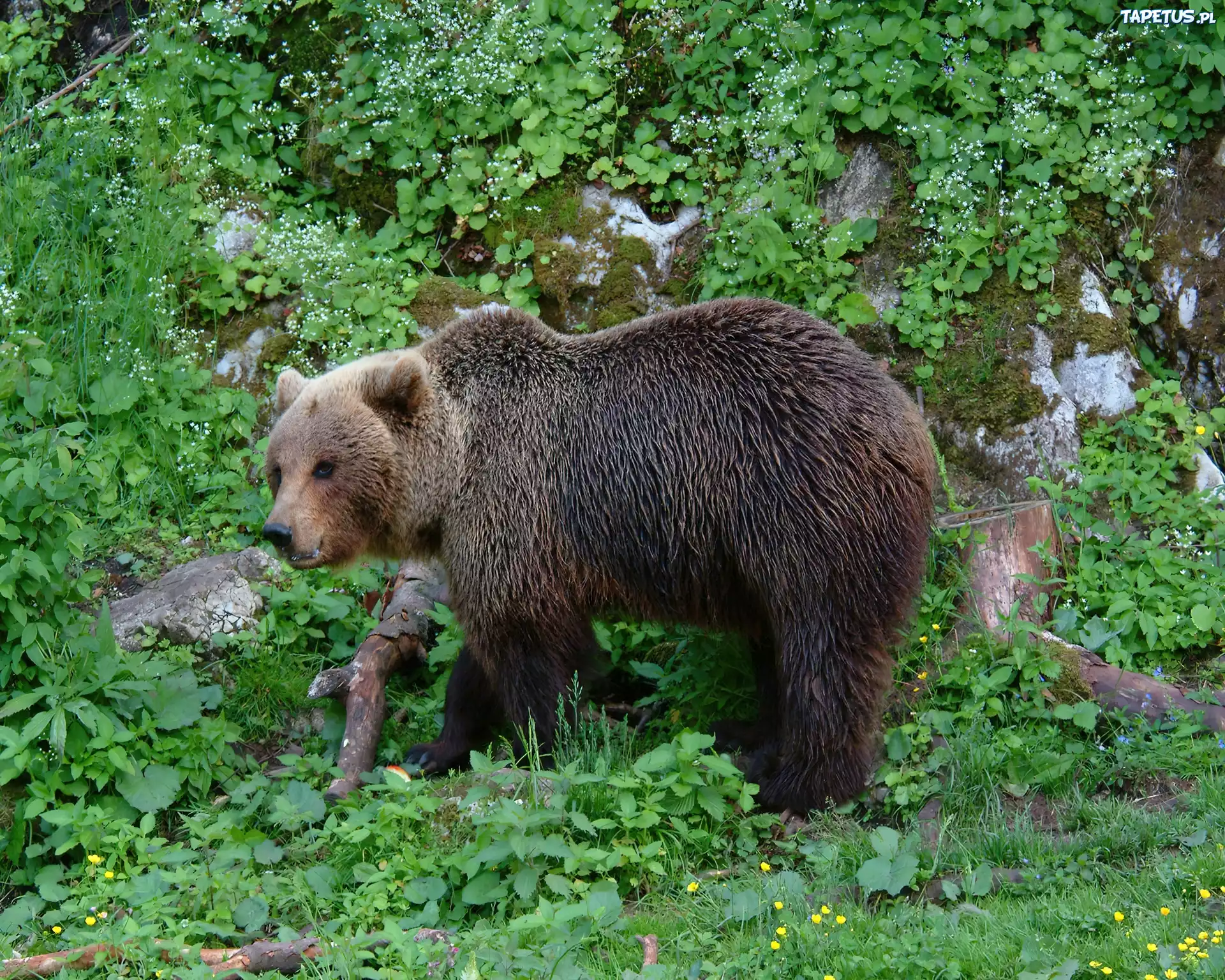Niedźwiedź, Zieleń
