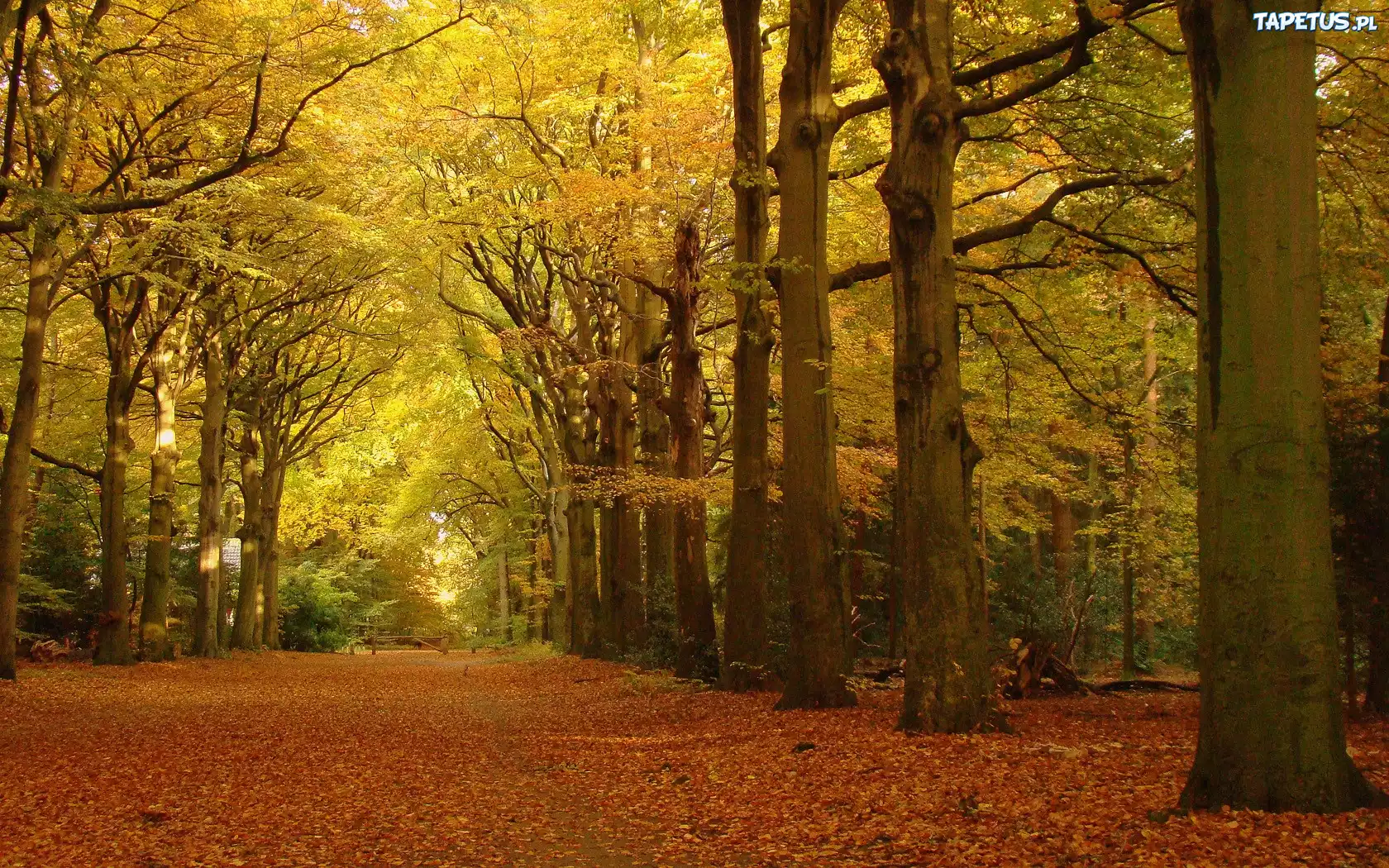 Jesień, Park, Liście