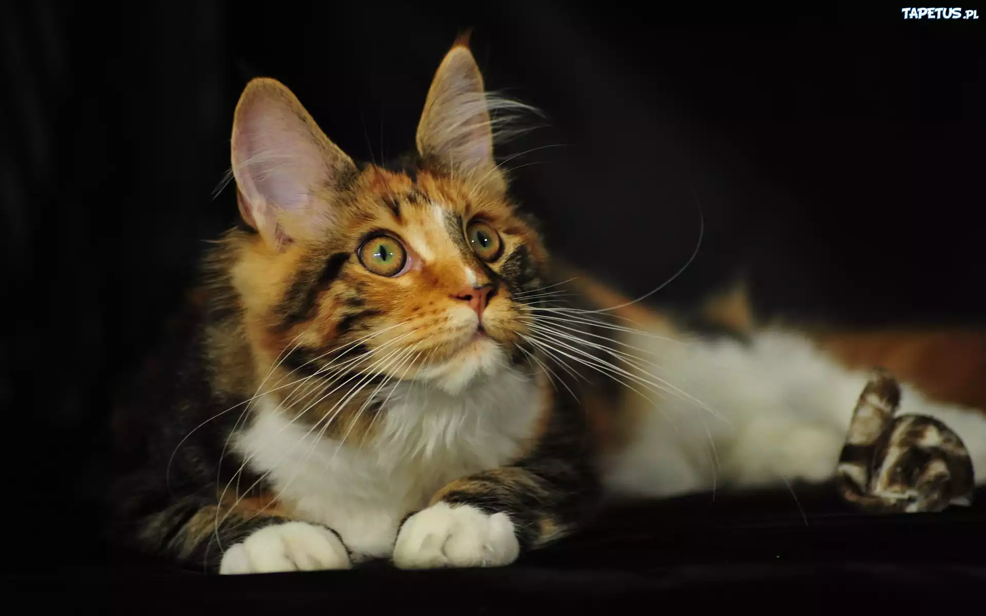 Kotek, Maine Coon