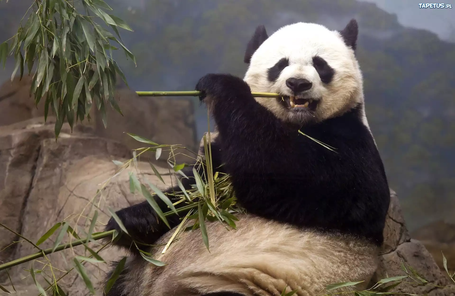 Miś, Panda