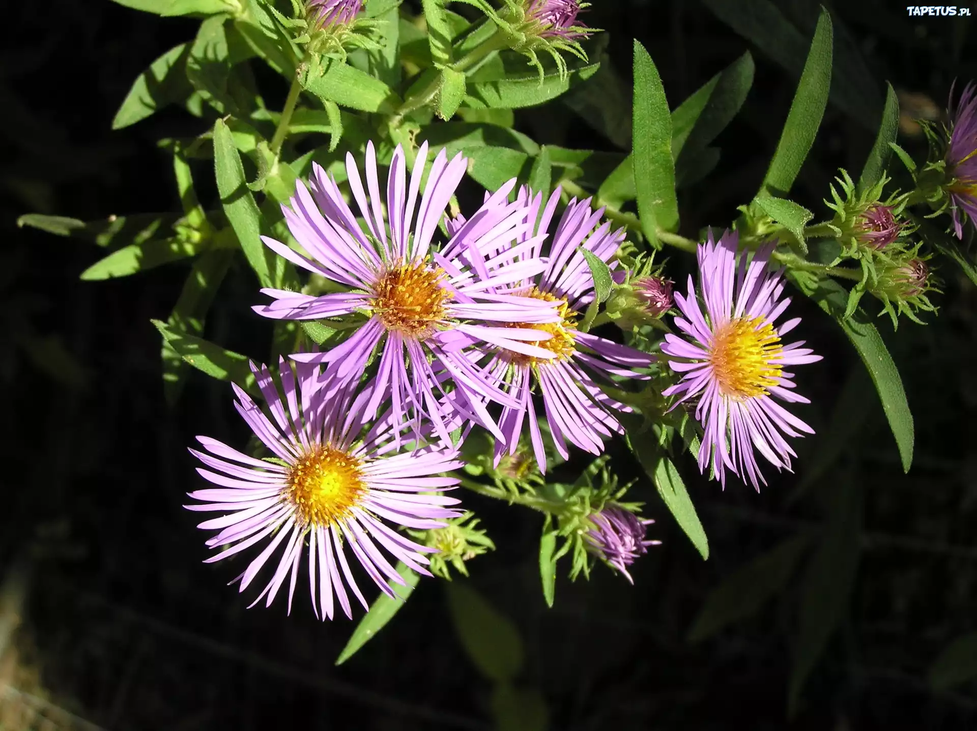 Aster, Zielone, Listki