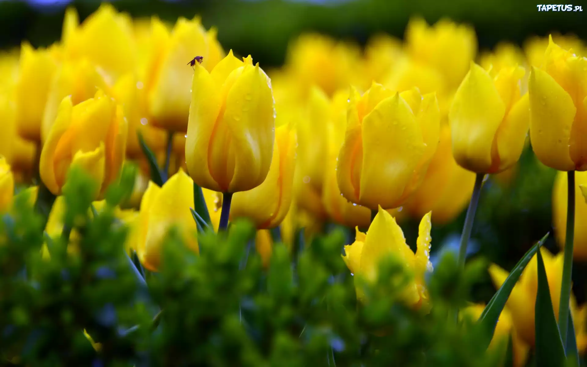 Żółte, Tulipany, Owad