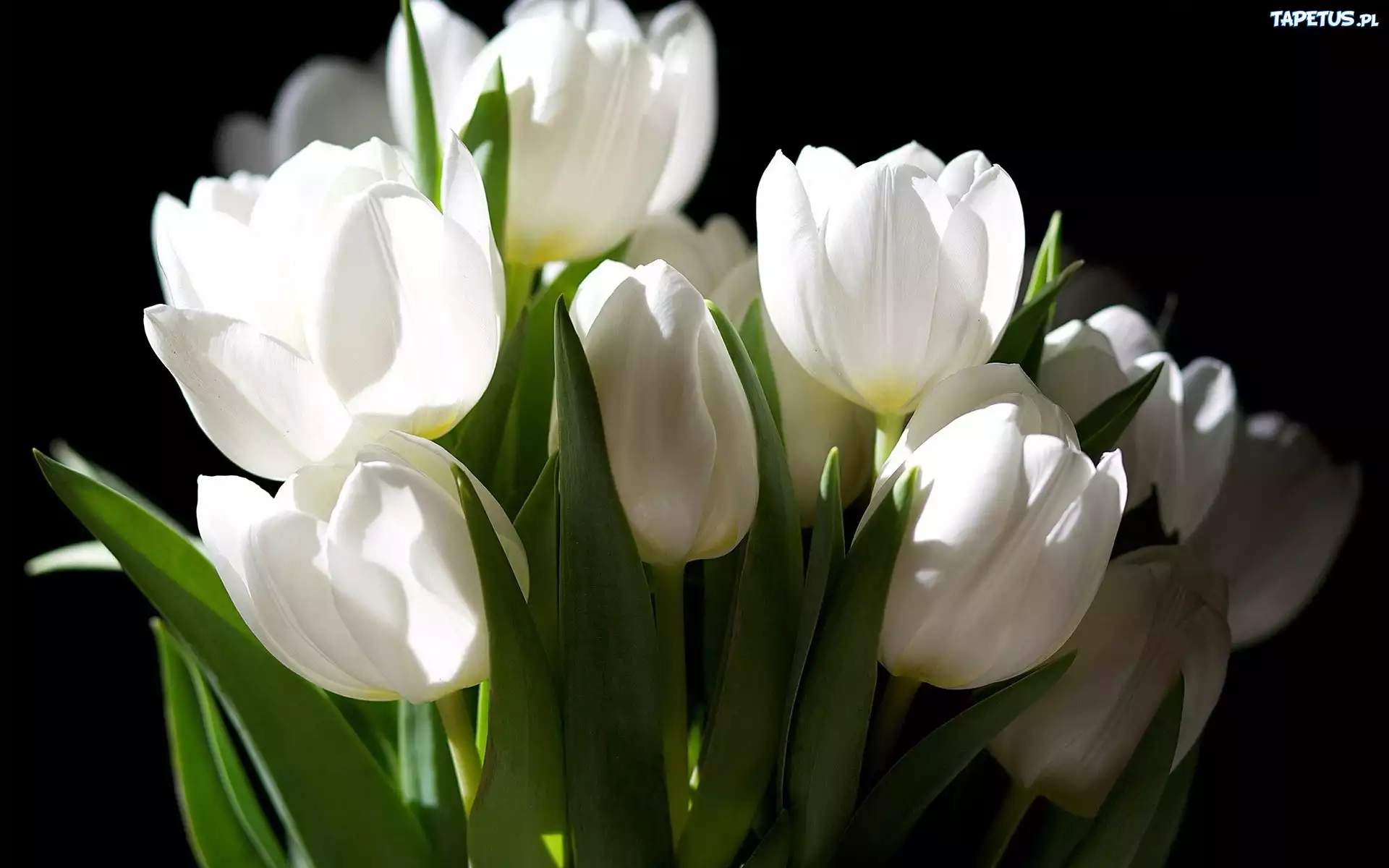 Białe, Tulipany