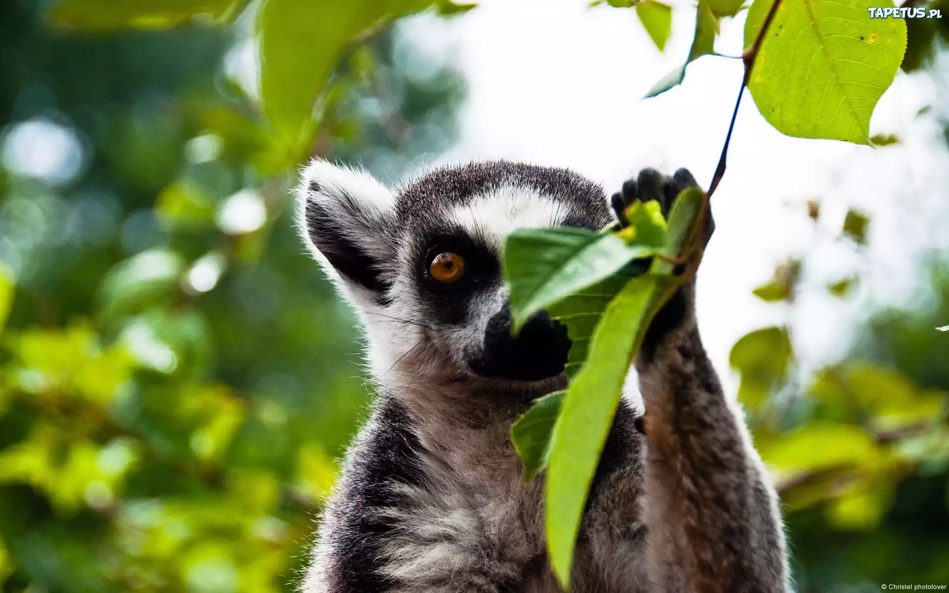 Lemur, Katta, Liście, Las