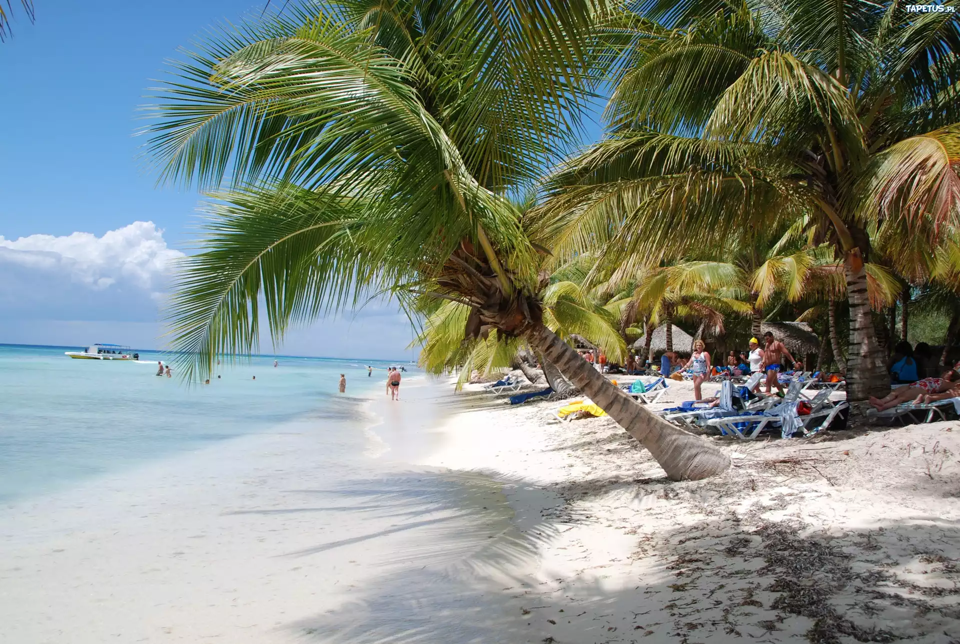 Plaża, Palmy, Leżaki, Tropik