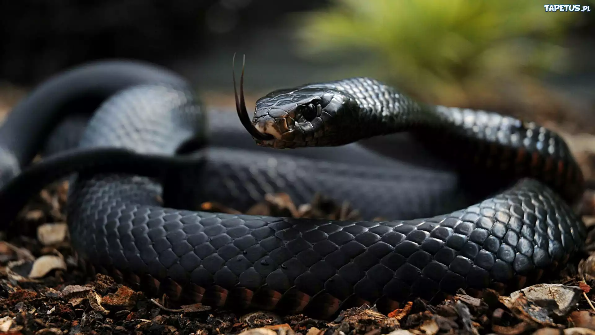 Wąż, Czarna, Mamba