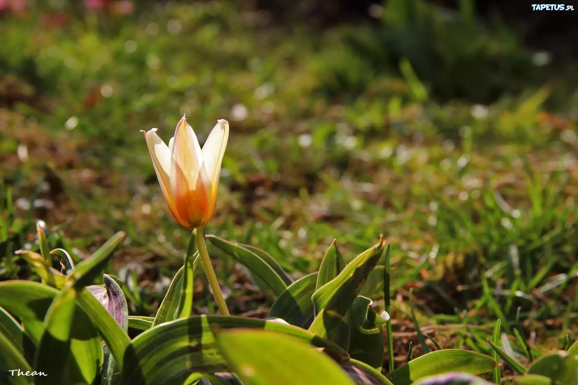Tulipan, Trawa, Kwiat