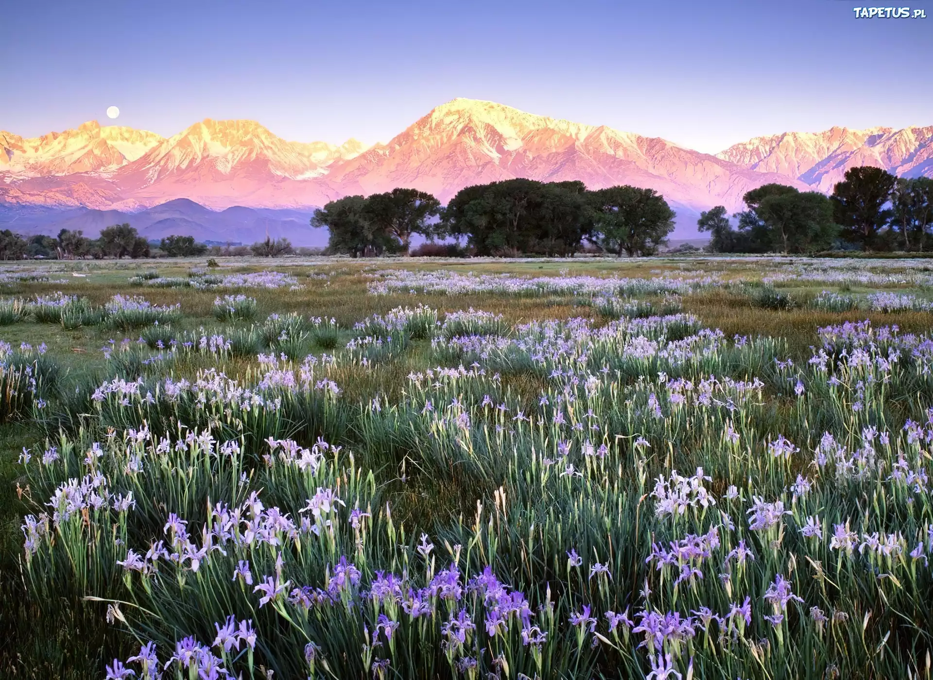 Flowers valley. Поле цветов. Цветущие горы. Поле цветы горы. Цветы в горах.