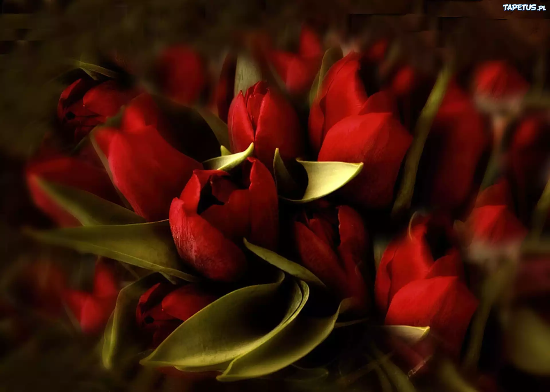 Kwiaty, Czerwone, Tulipany