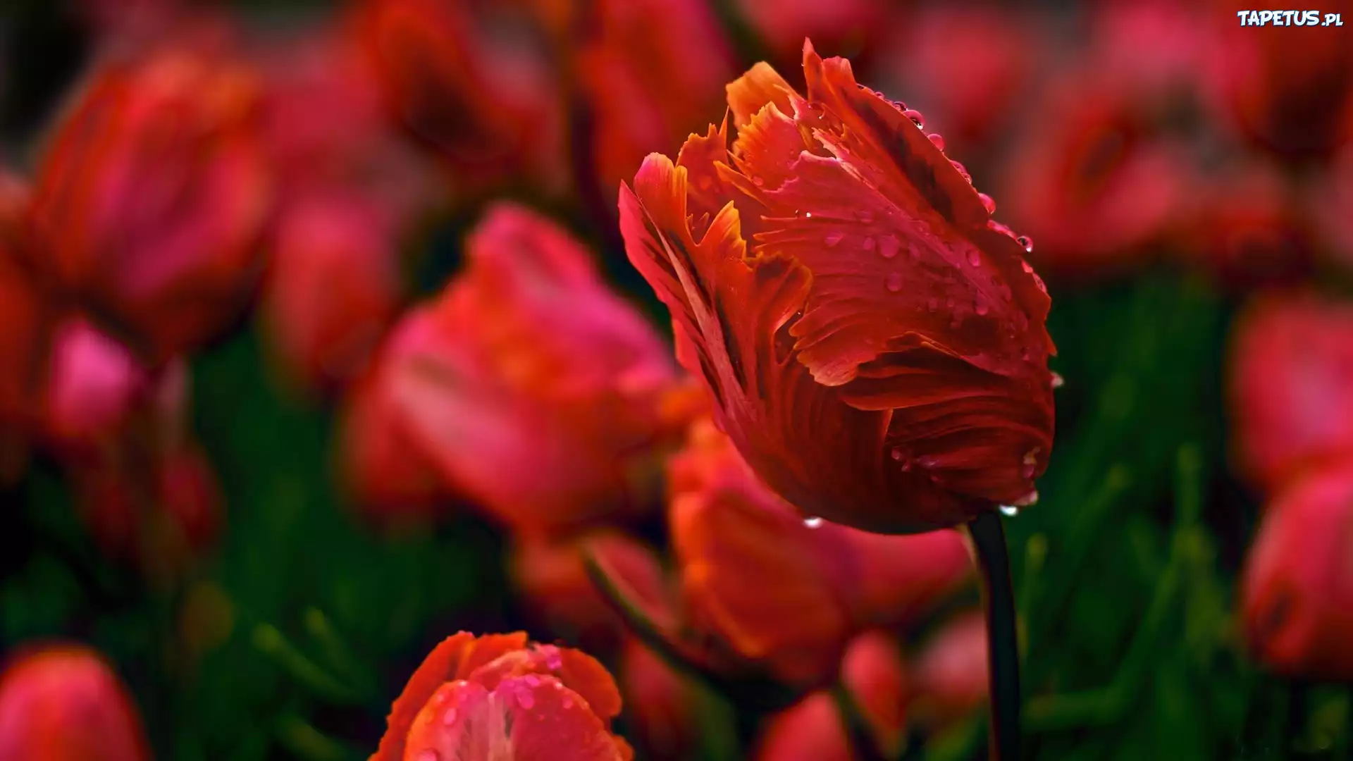 Czerwone, Tulipany