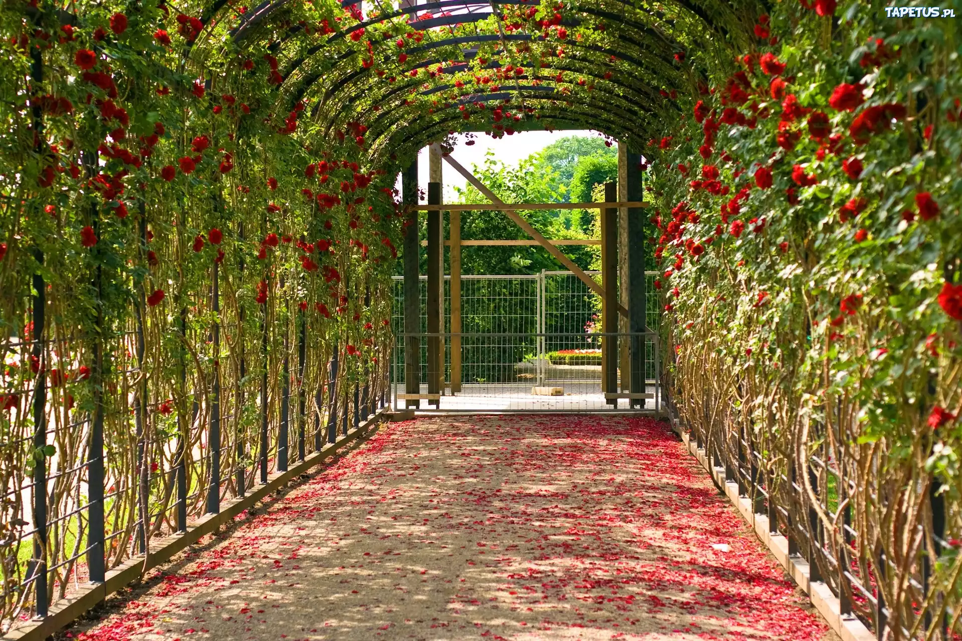 Pergola, Róże, Płatki