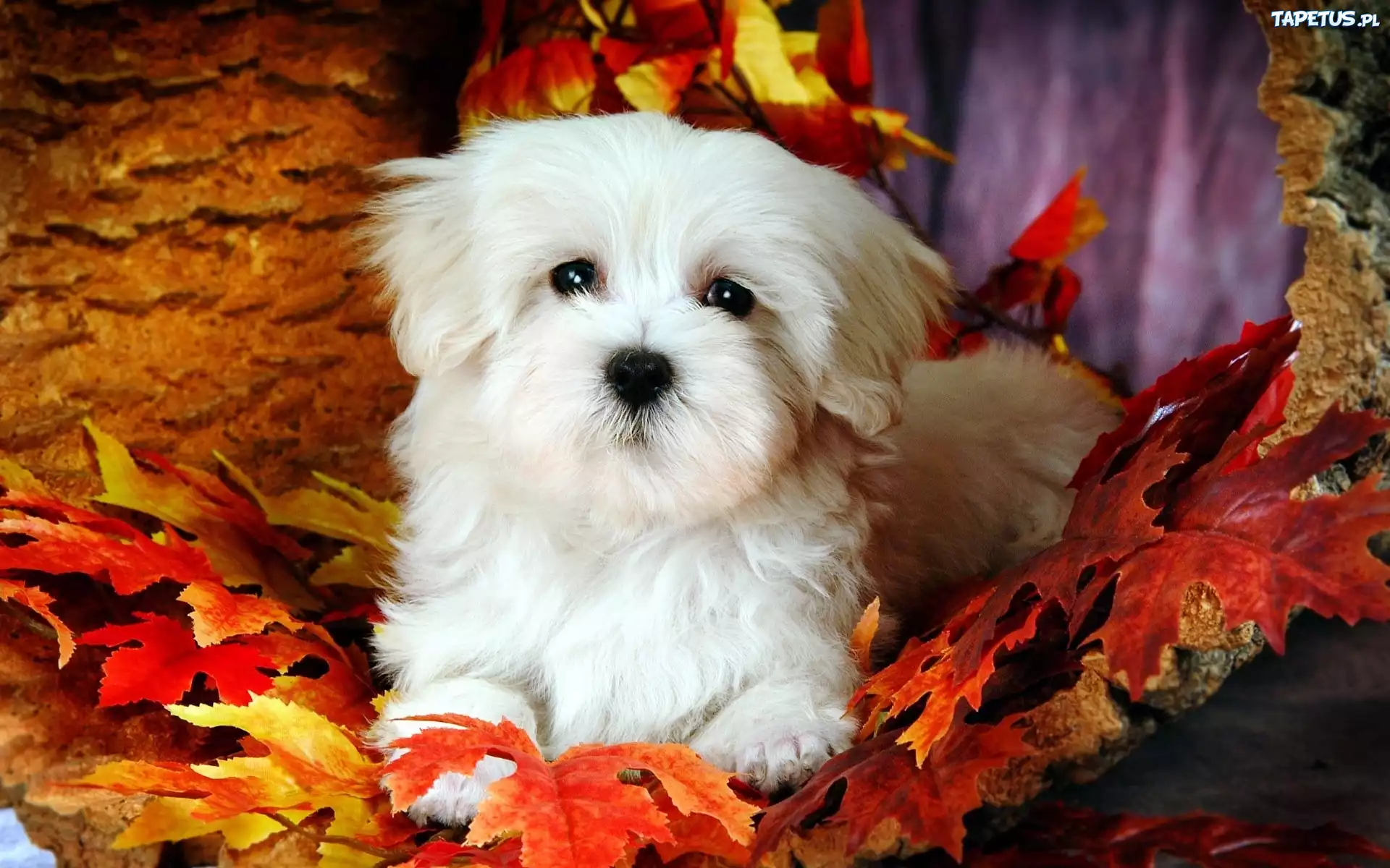Piesek, Bichon Frise, Liście