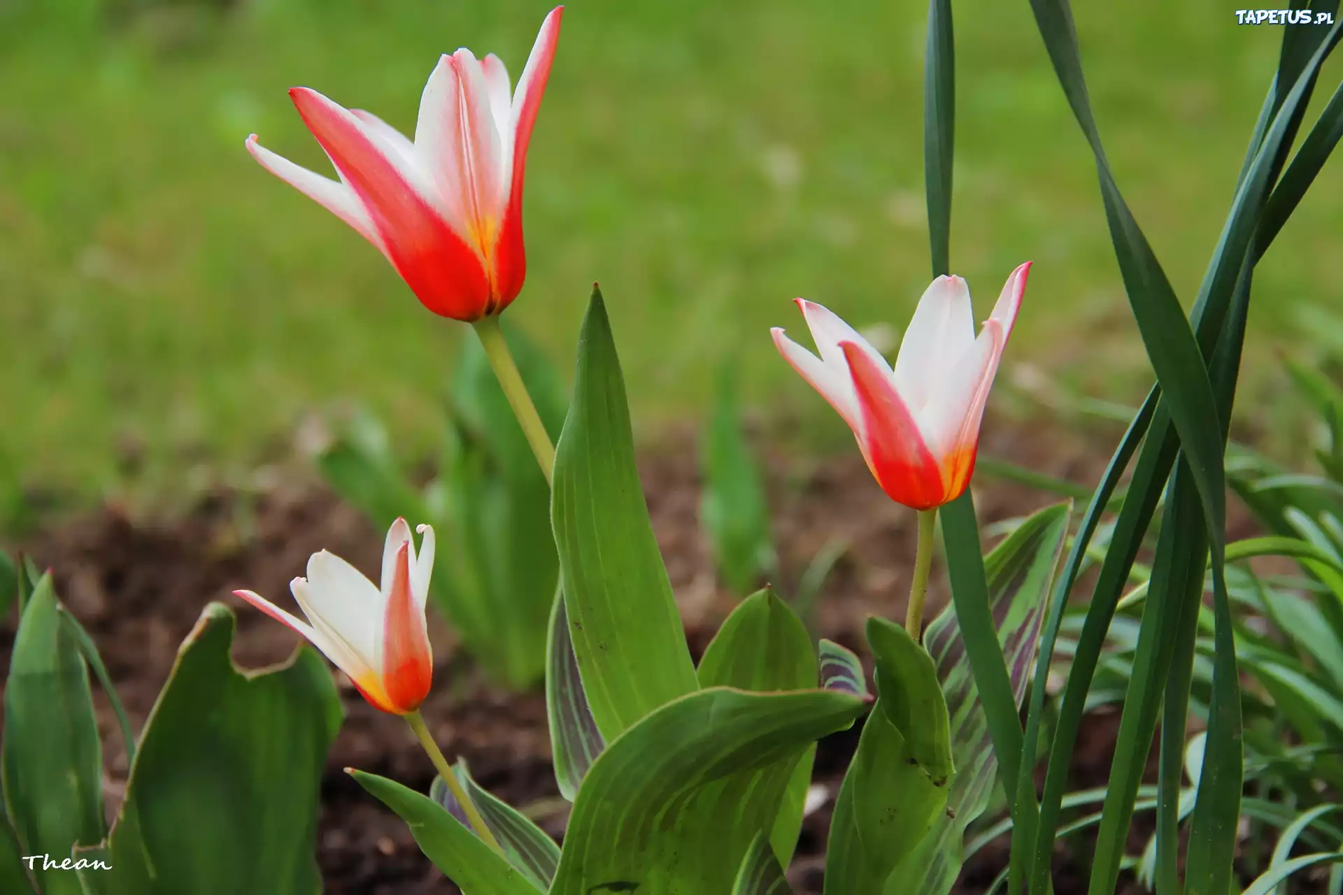 Tulipany, Biało, Czerwone