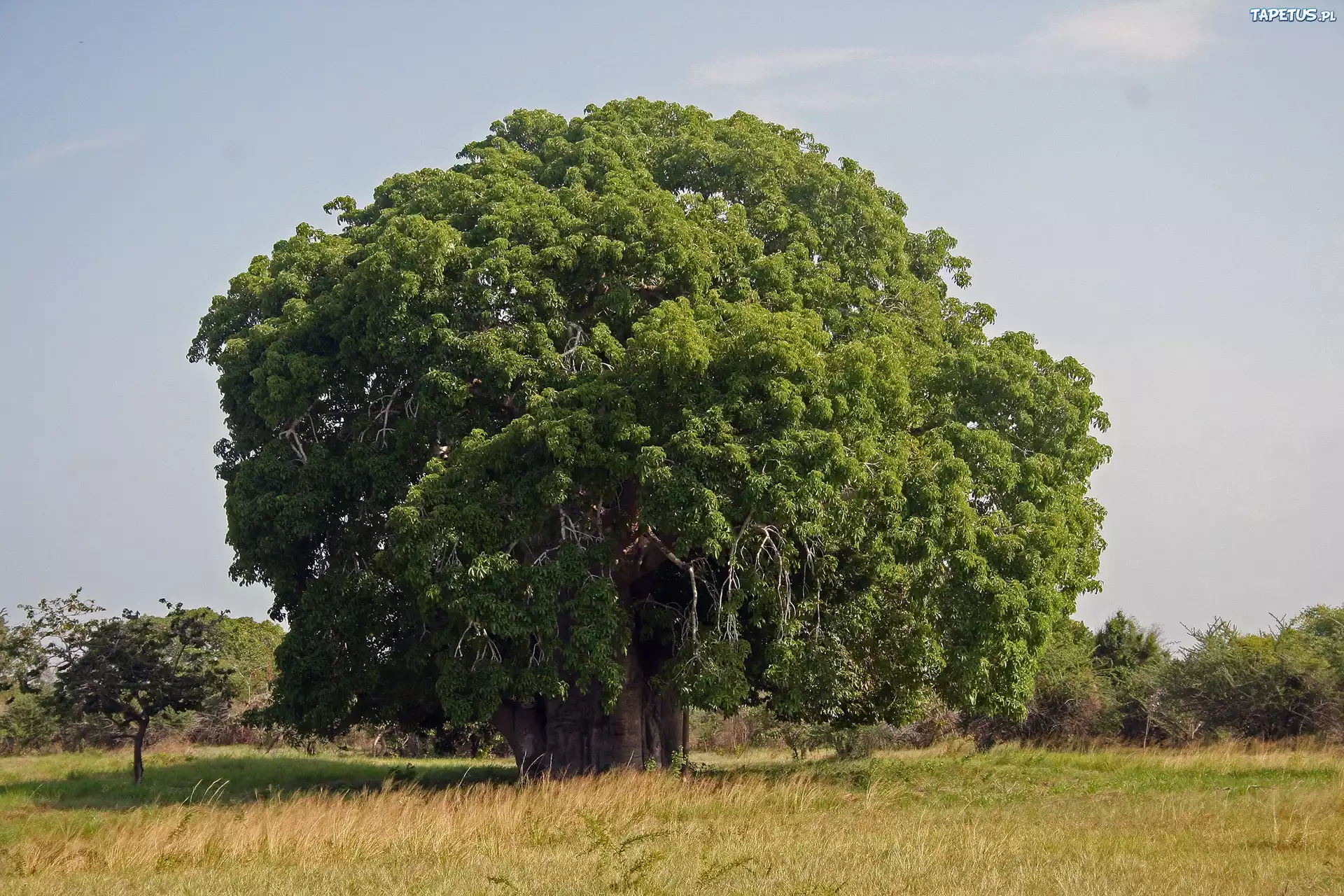 Baobab, Łąka