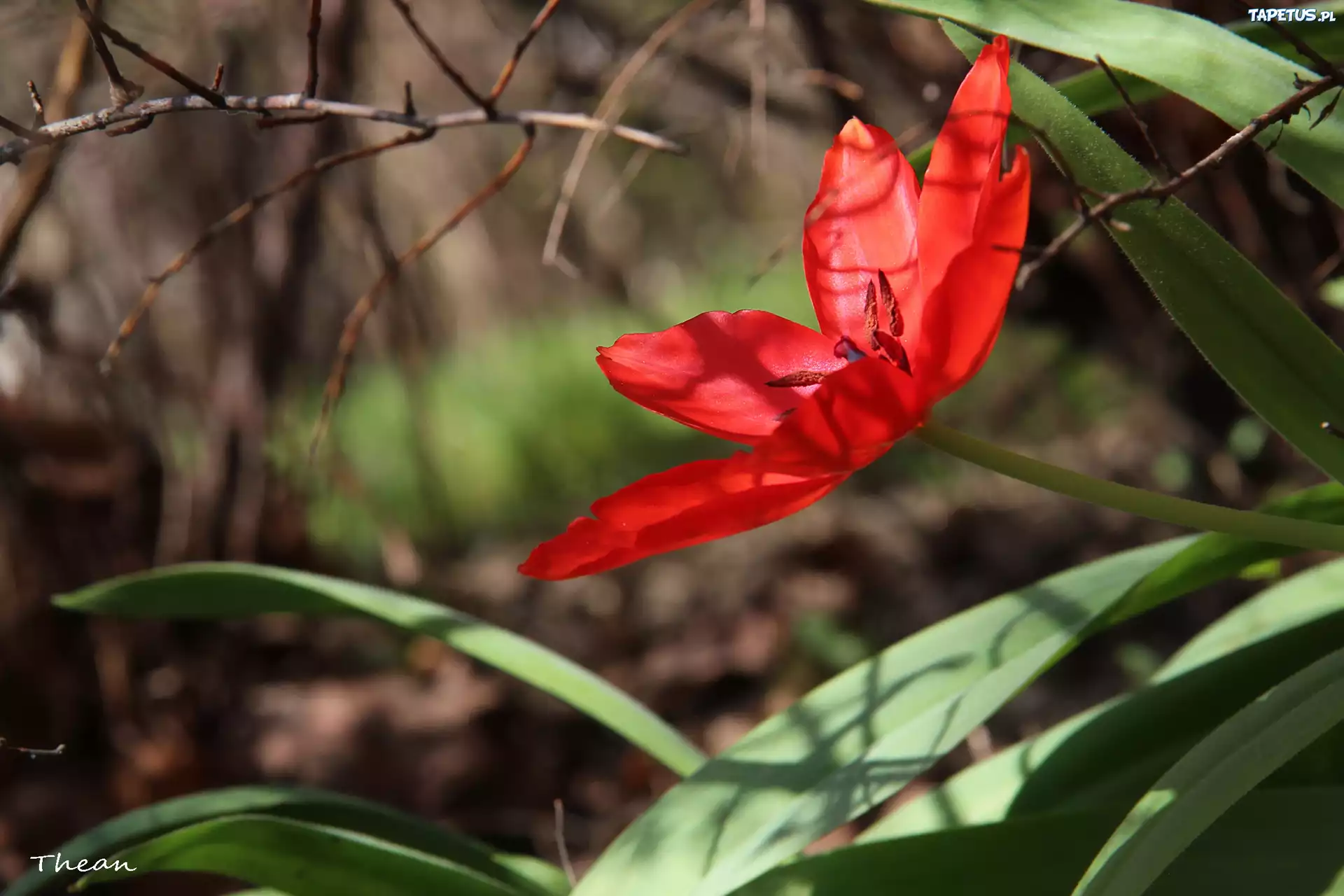 Czerwony, Tulipan