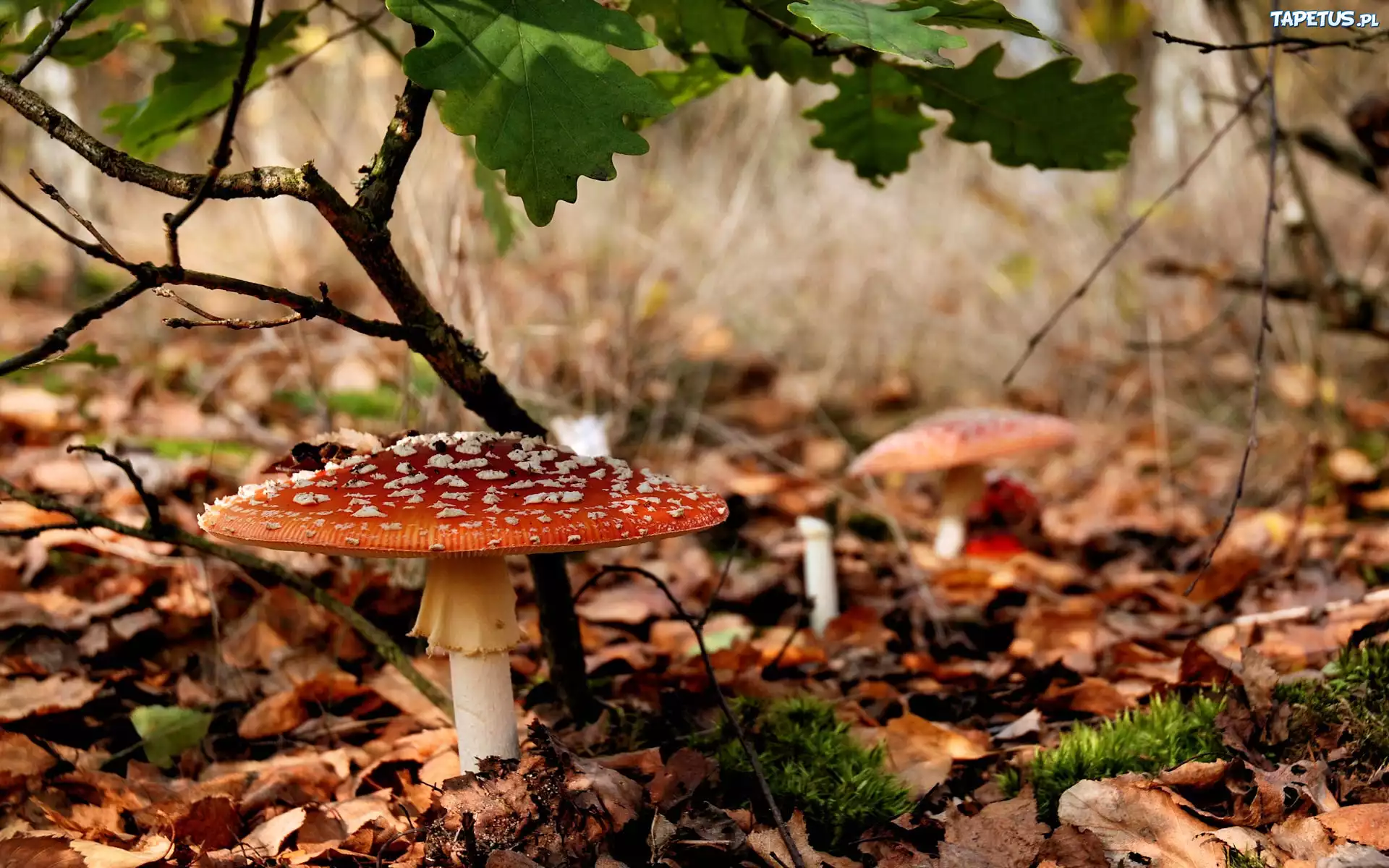 Muchomor, Ściółka, Jesień