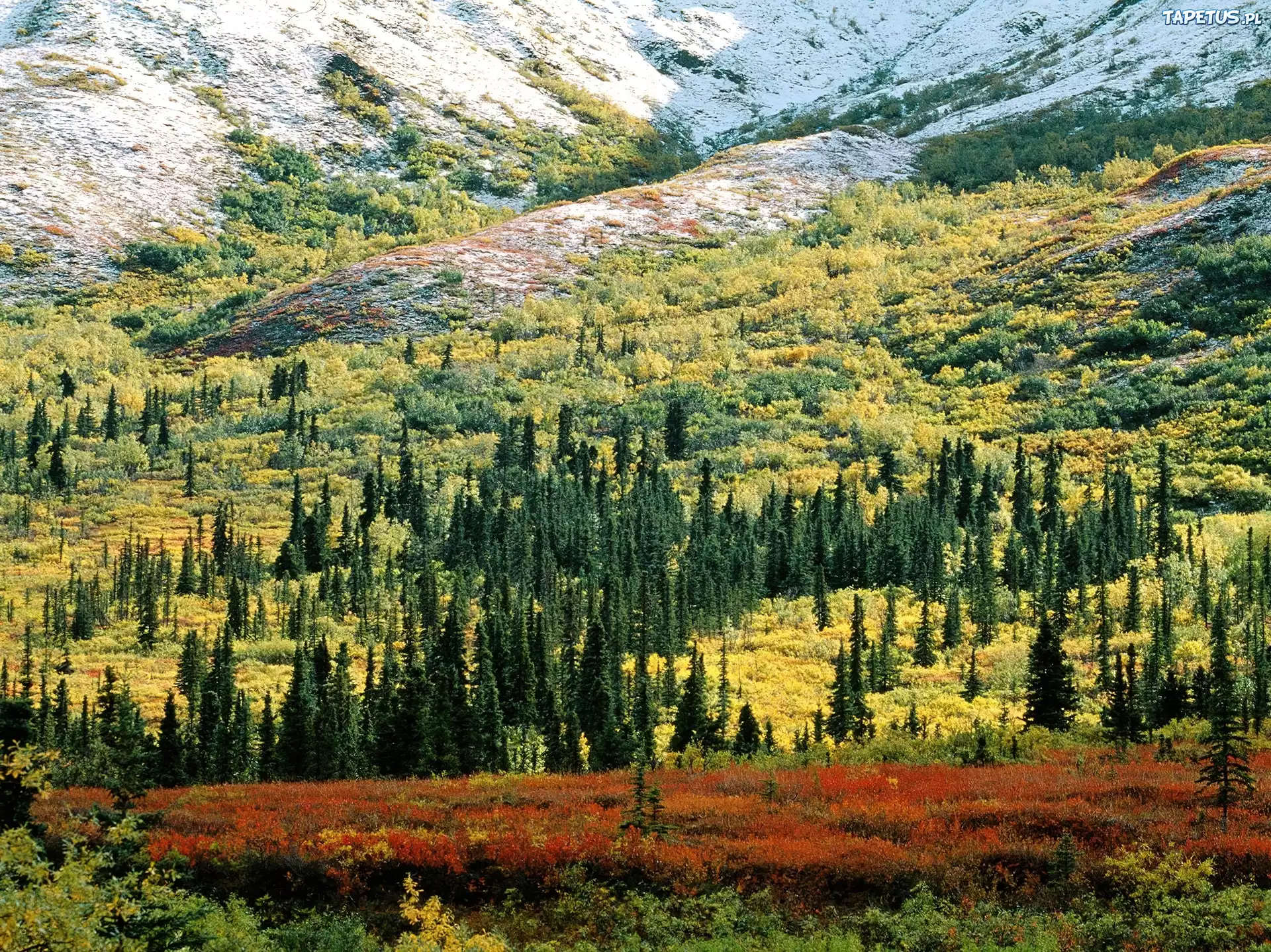 Какая природа в северной америке. Лесотундра Тайга смешанные леса.