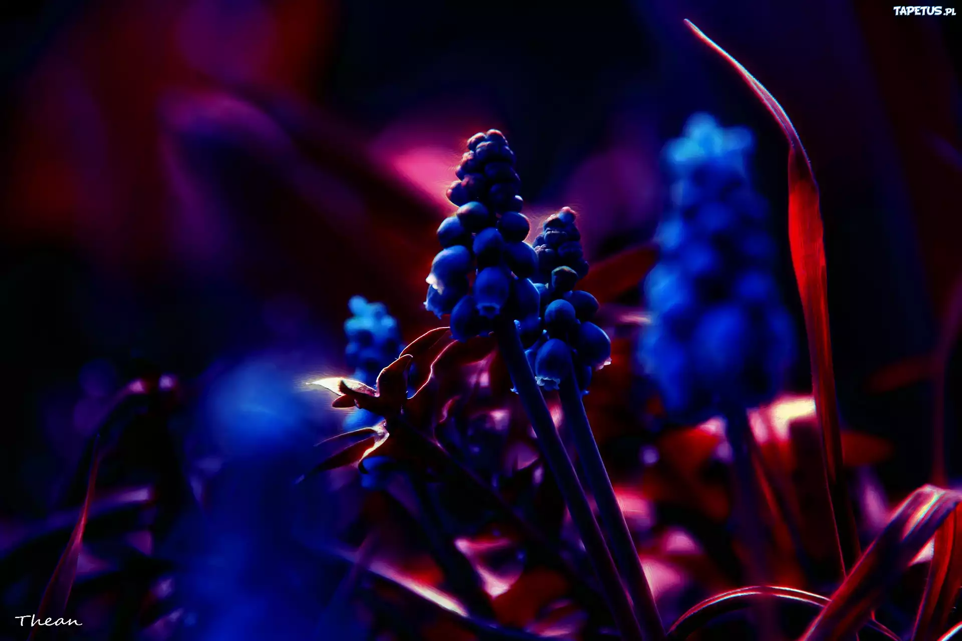Szafirki, Kwiaty, Fractalius