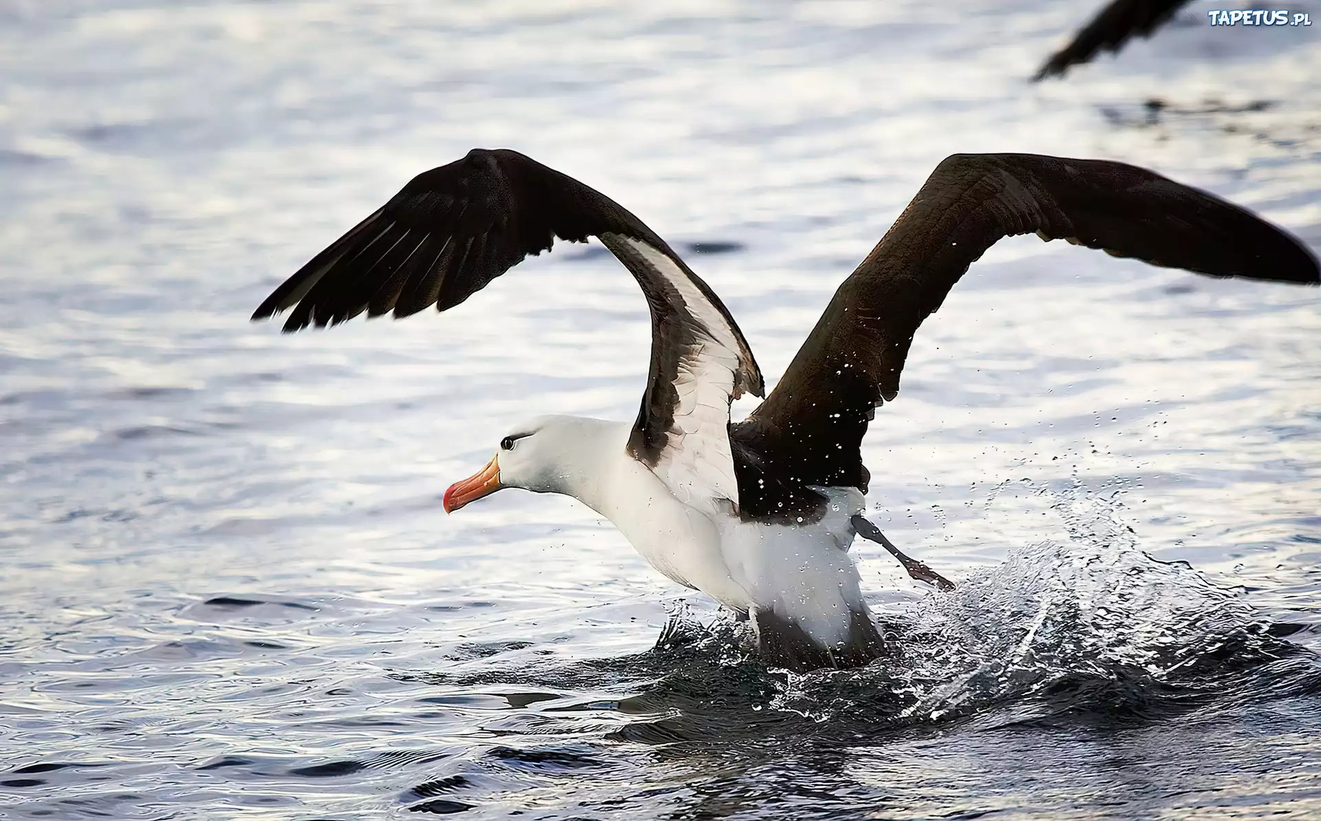 Albatros, Rozłożone, Skrzydła, Woda