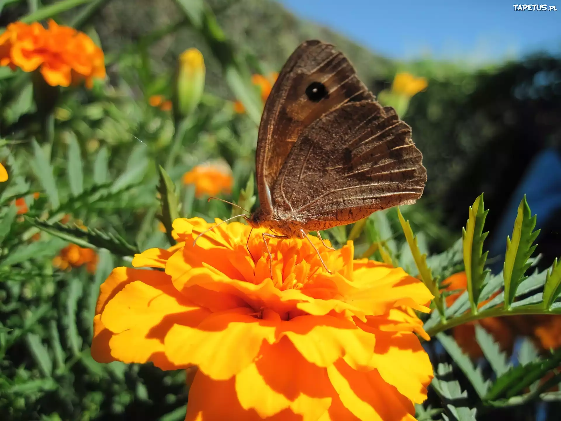 Kwiaty, Aksamitki, Motyl