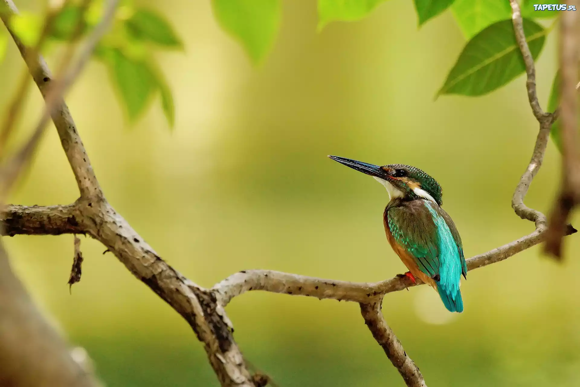 природа птицы ветка nature birds branch загрузить