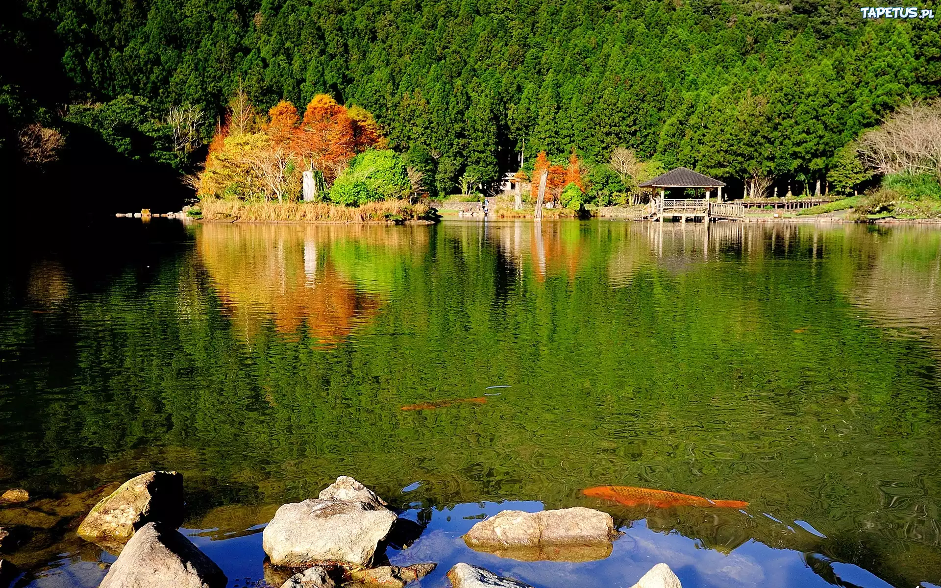 Jezioro, Kamienie, Las