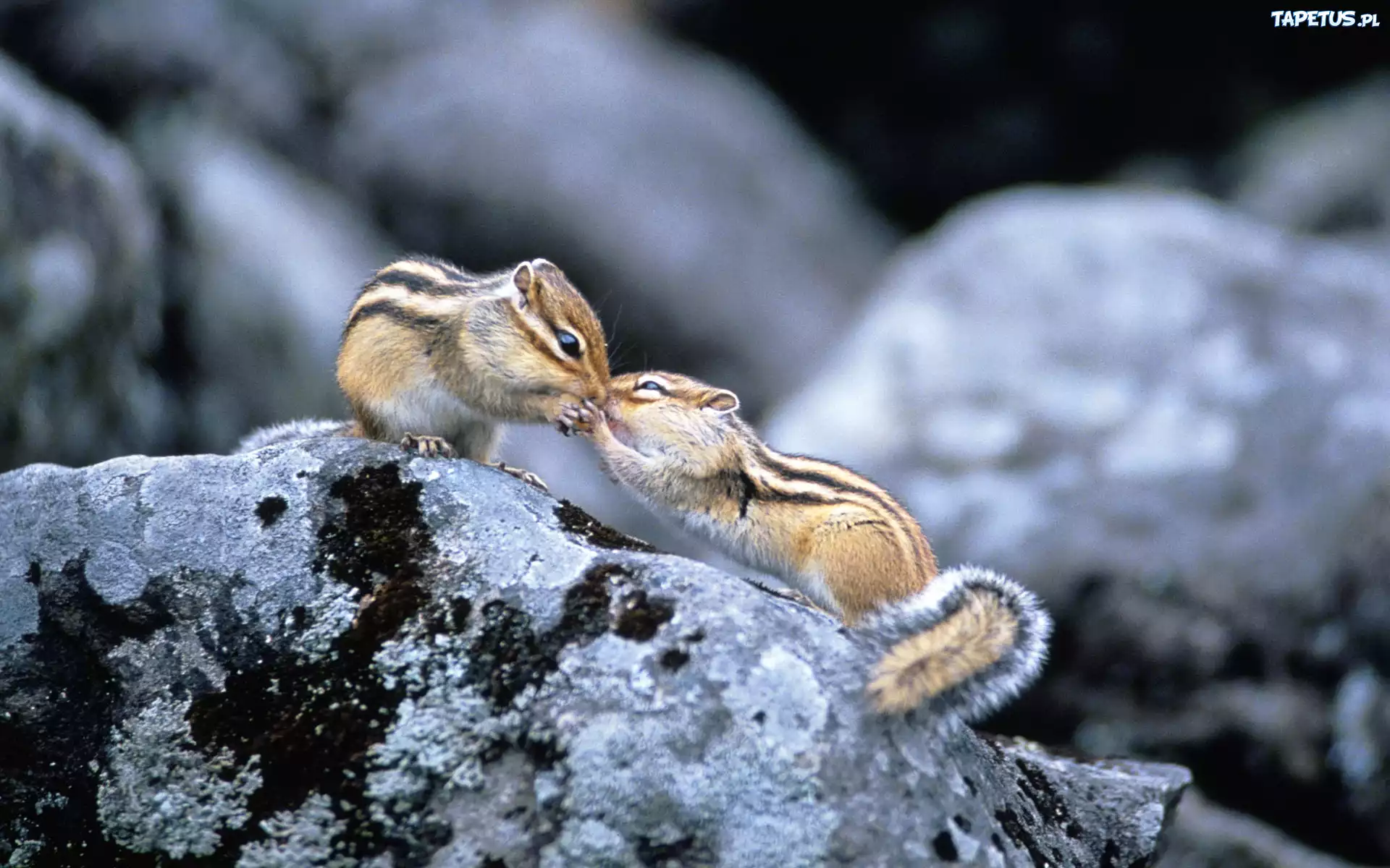 Dwa, Chipmunki, Buziak, Skały