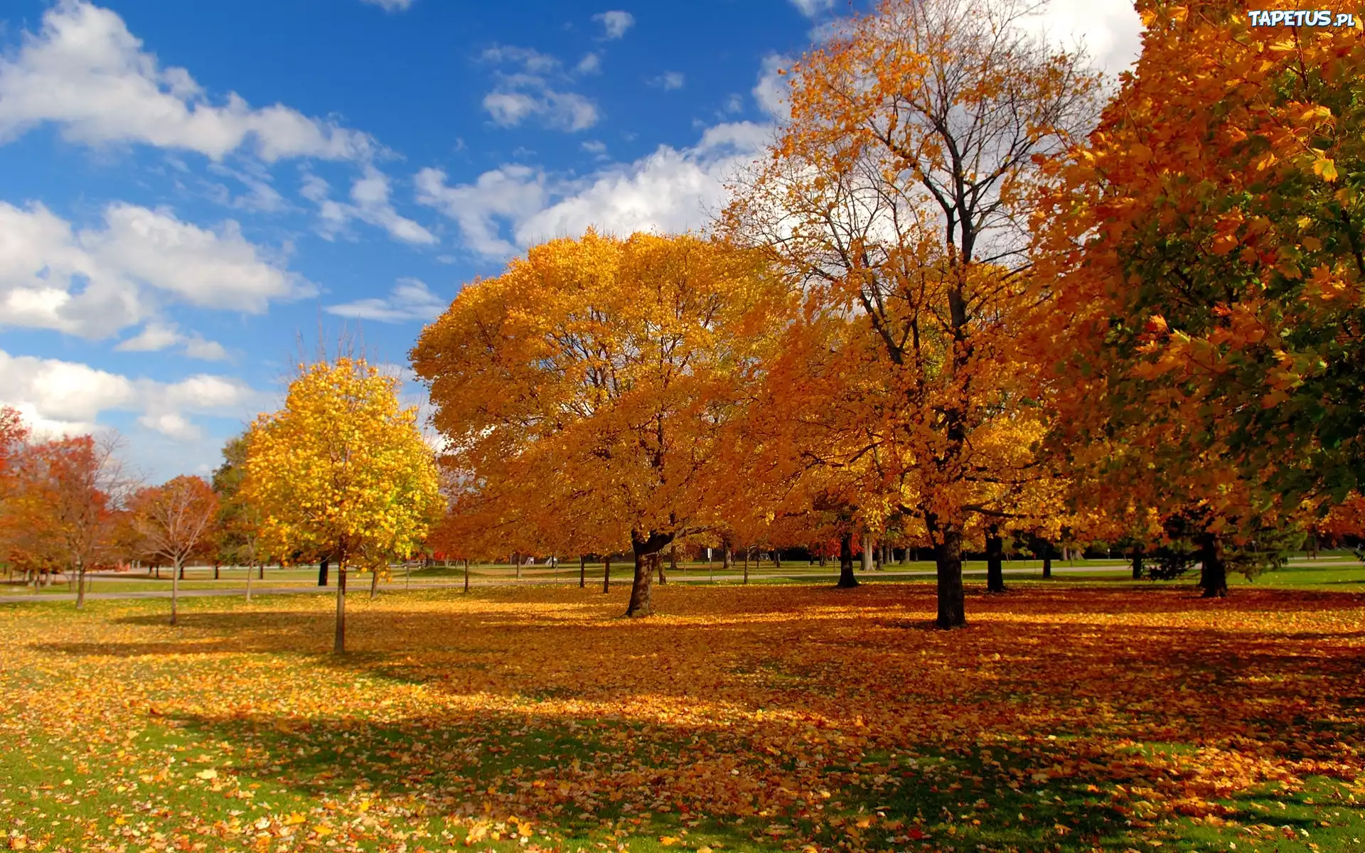 Park, Drzewa, Liście, Jesień