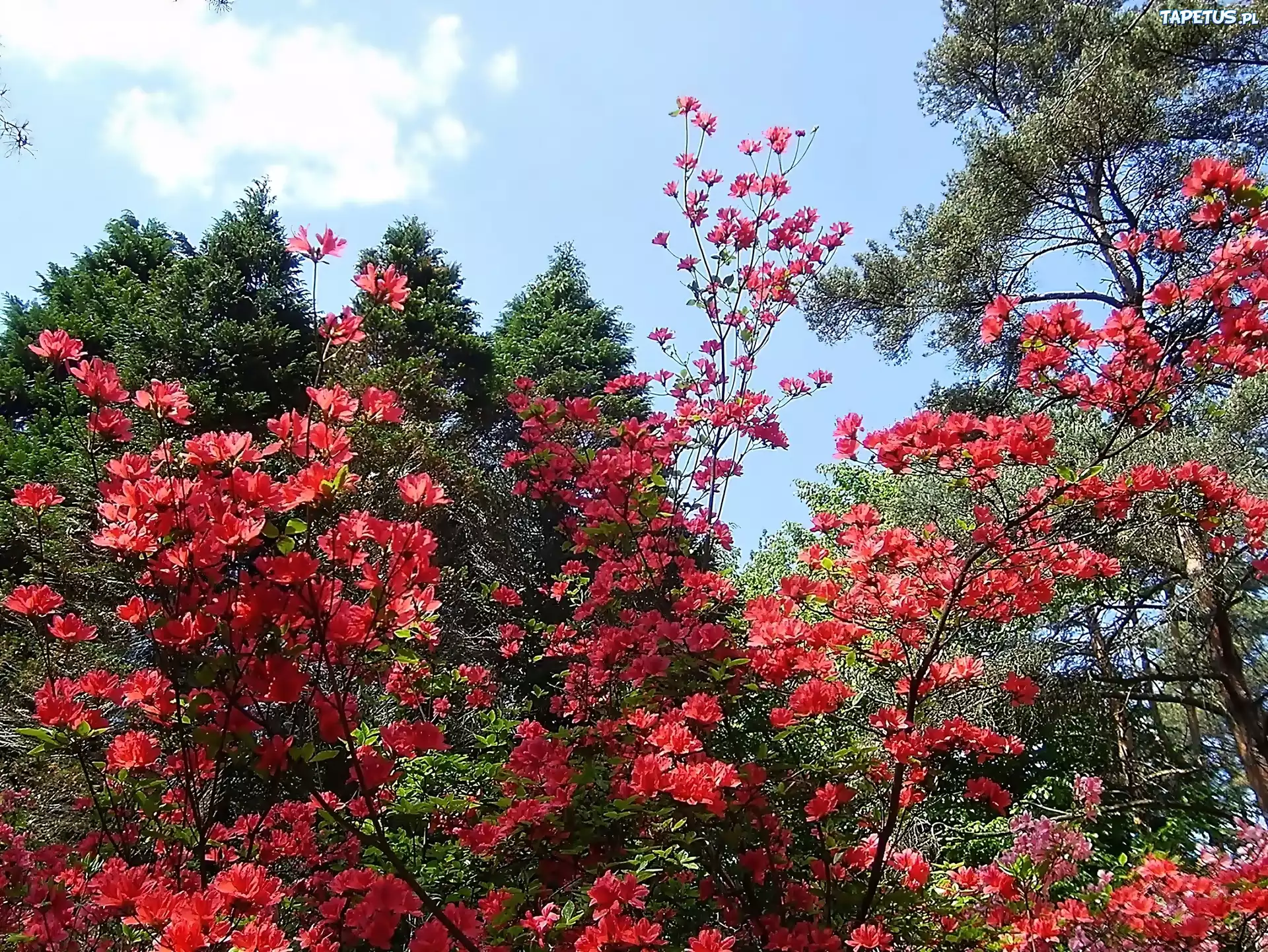 Drzewa, Czerwony, Rododendron