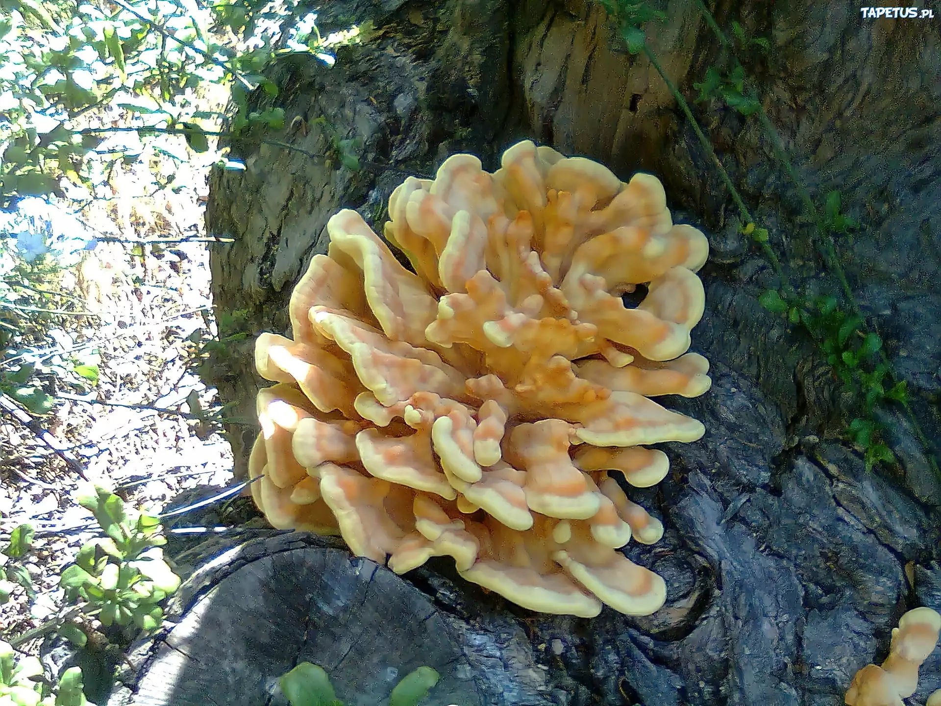 Pień, Drzewa, Huba