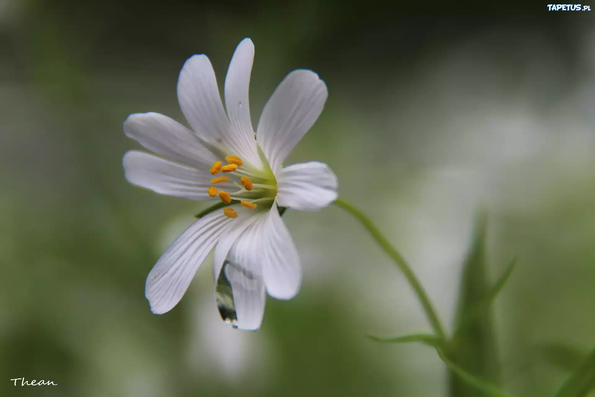 Rogownica Polna, Biały, Kwiat