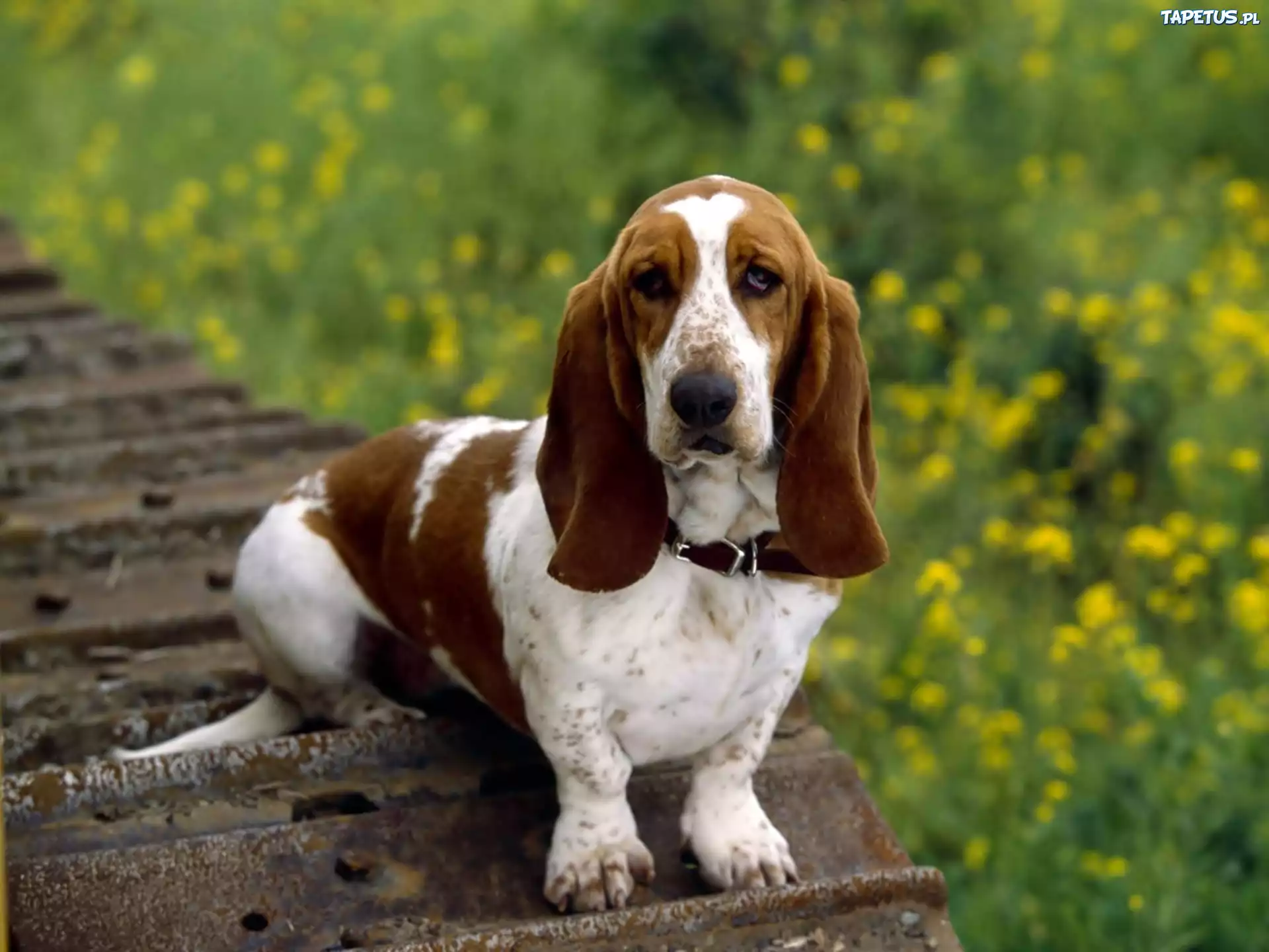 Basset Hound, Obroża